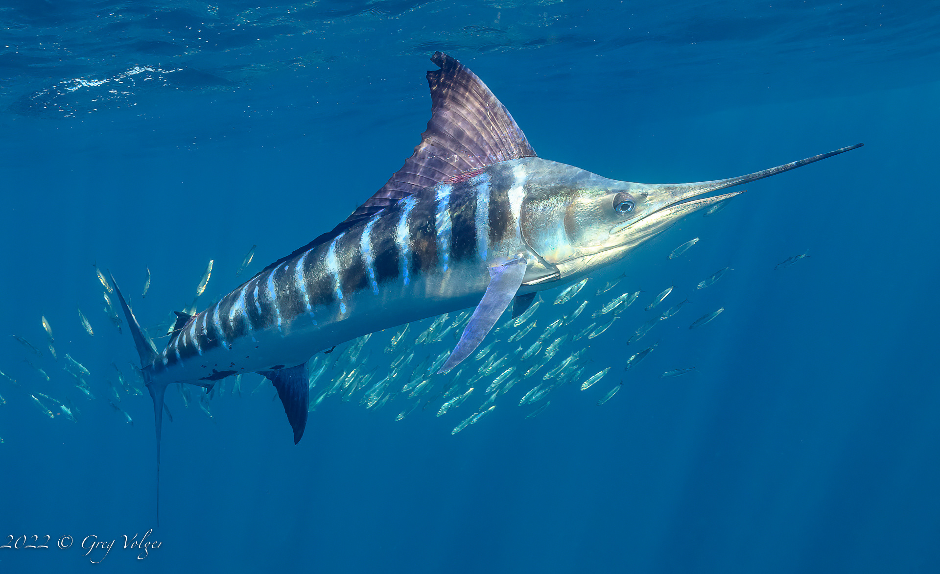 Marlin Magdalena Bay
