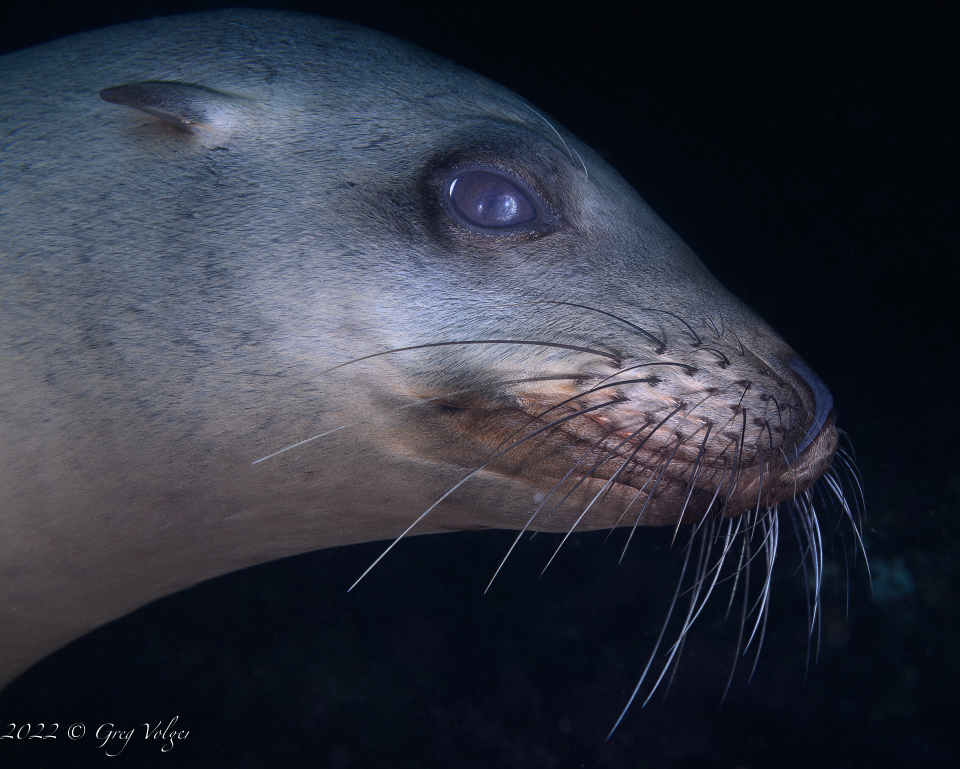 Sea Lion Santa Barbara Island