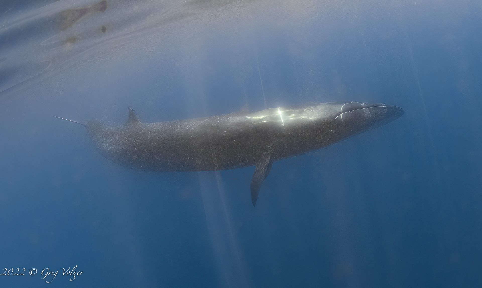 Sei whale