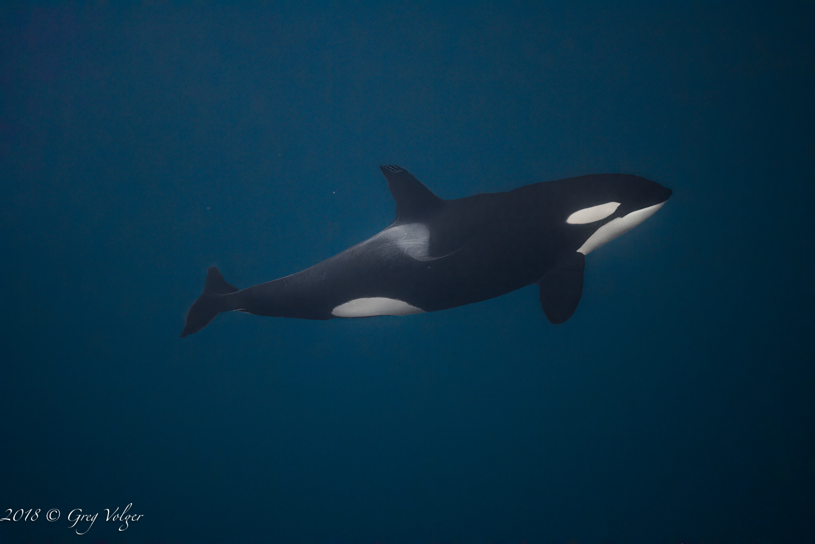 Orca