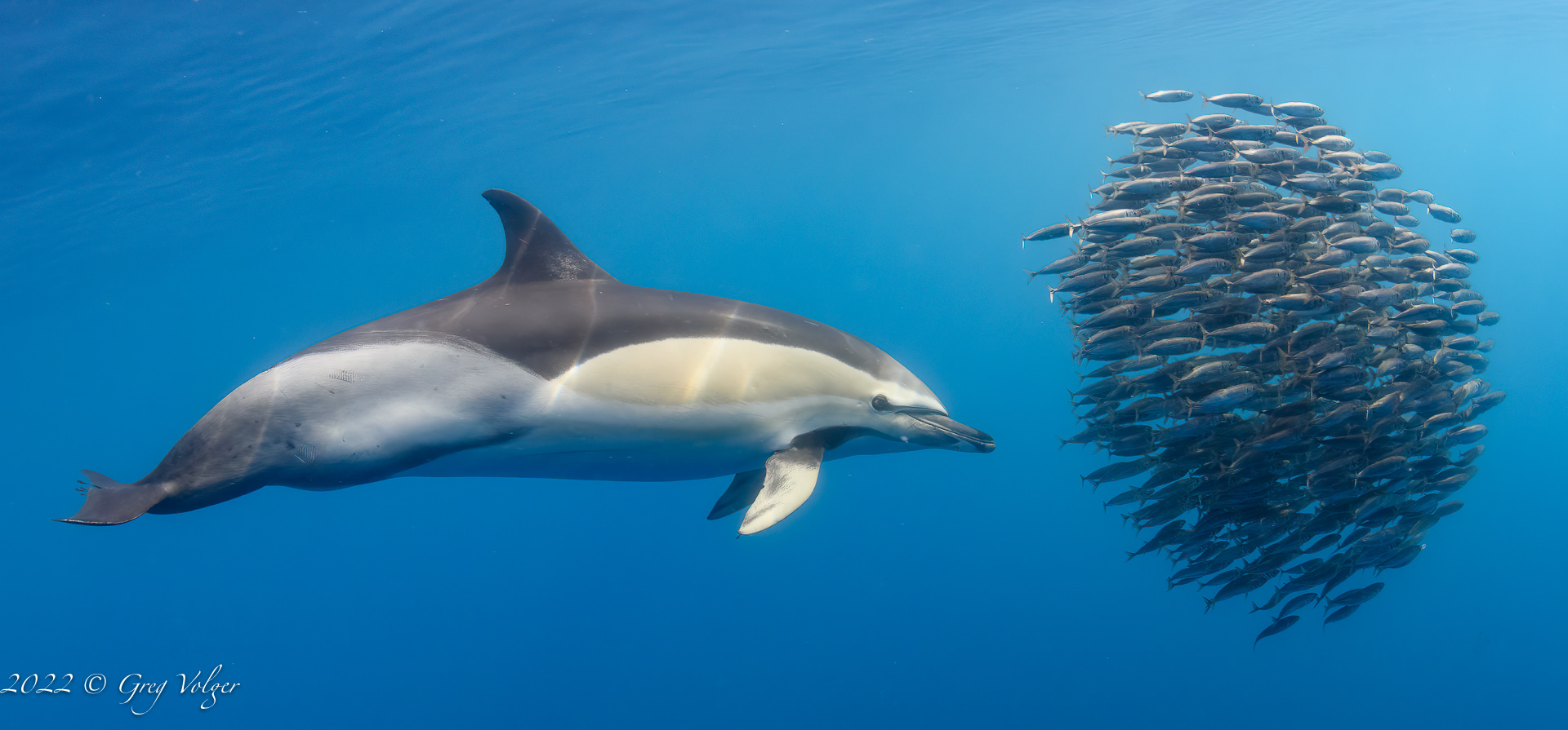 Common dolphin