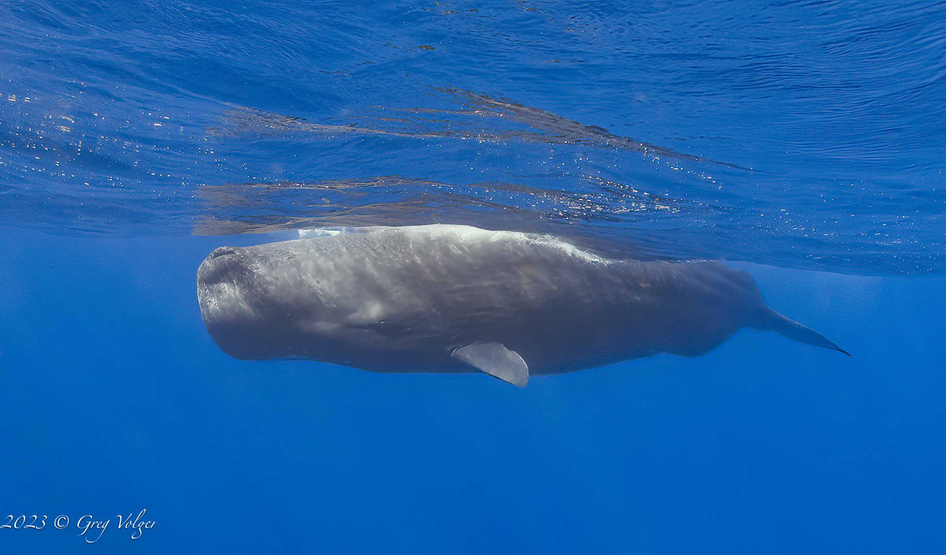 Sperm whale