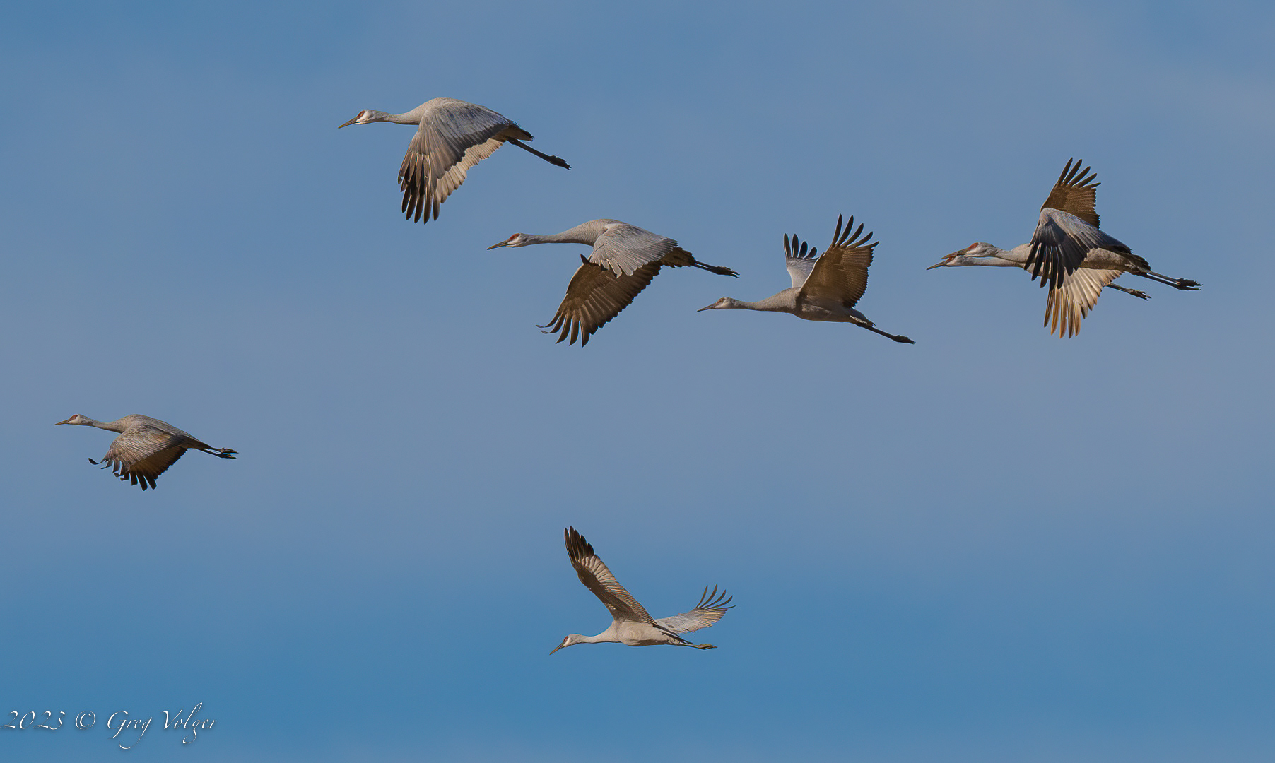 Sandhill crane