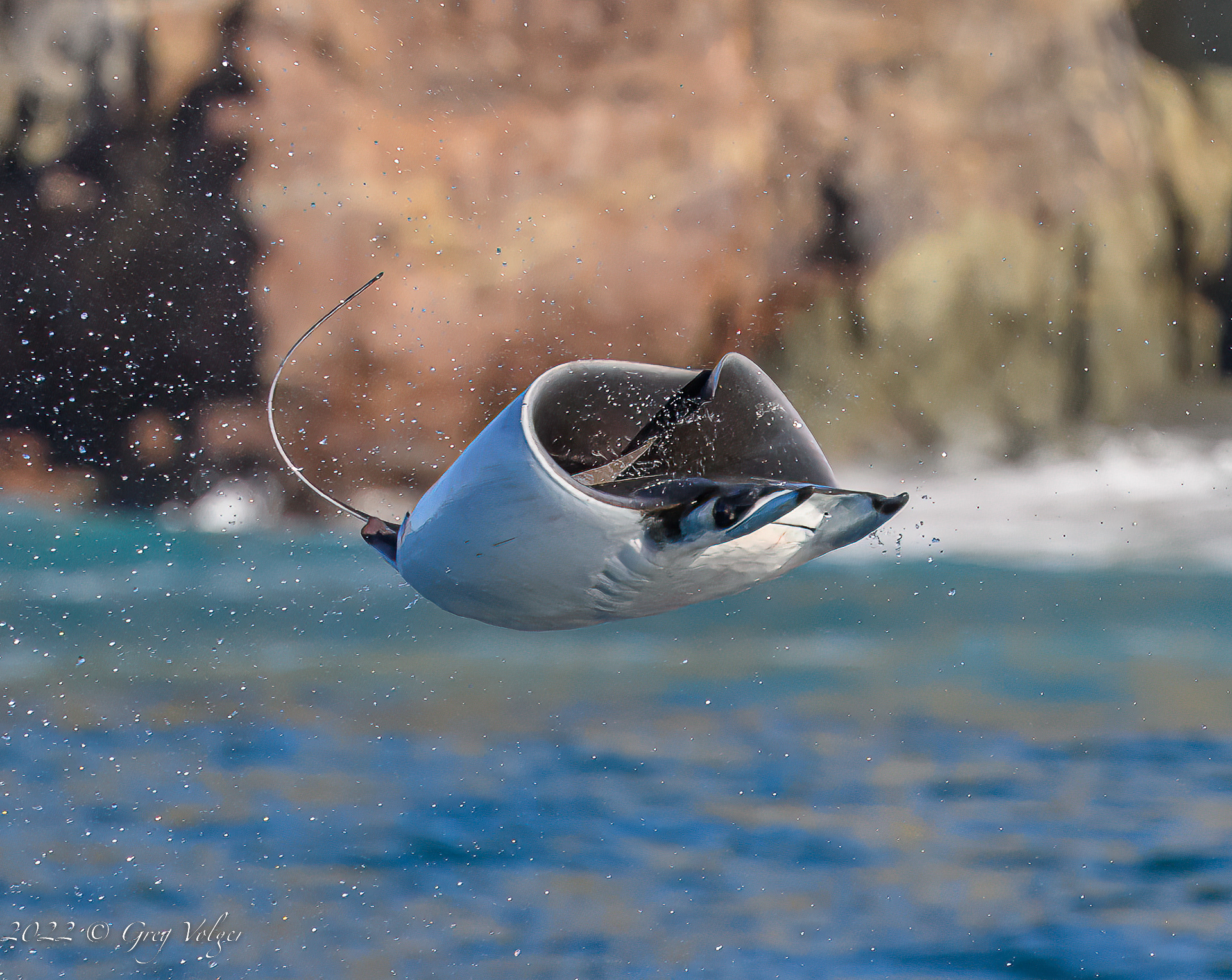 Leaping Mobula in Magdalena Bay