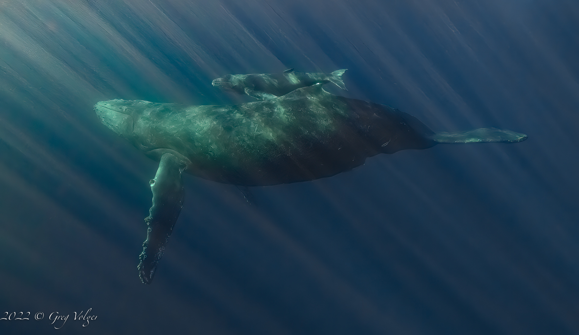 Humpback whales Cabo San Lucas