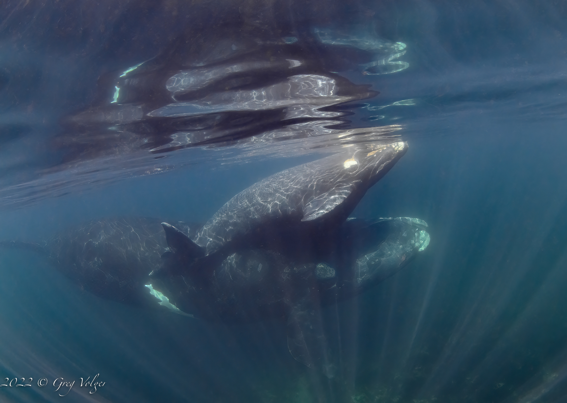Southern Right Whale