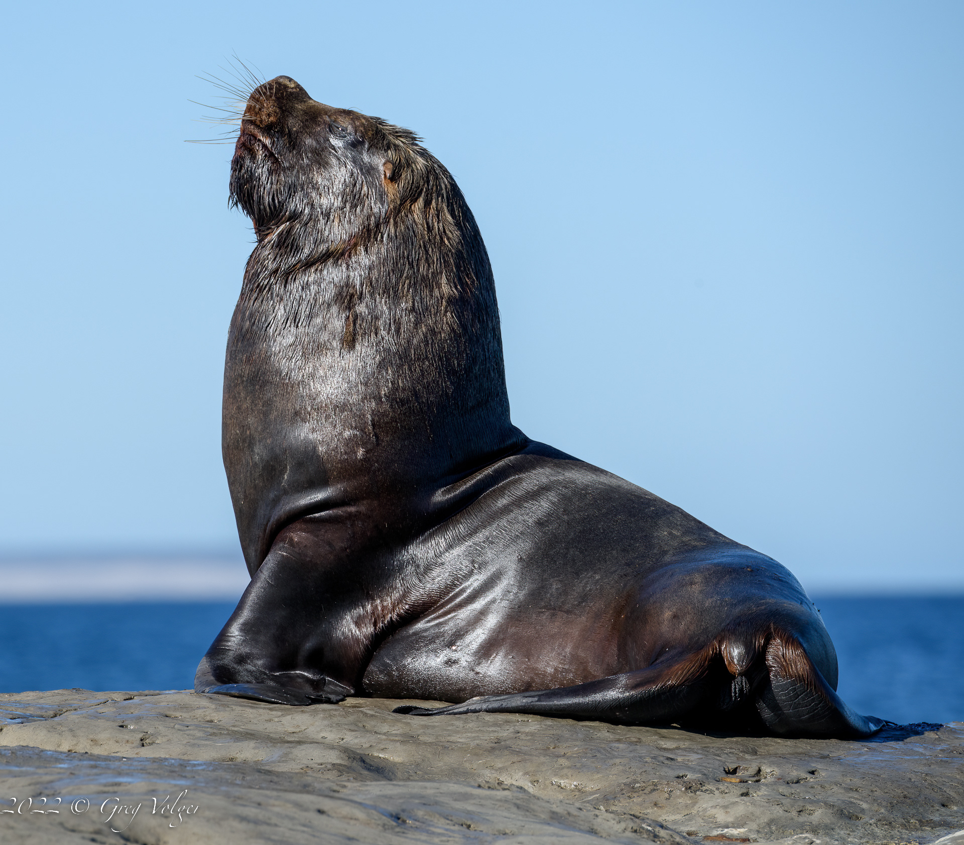 Southern Sea Lion