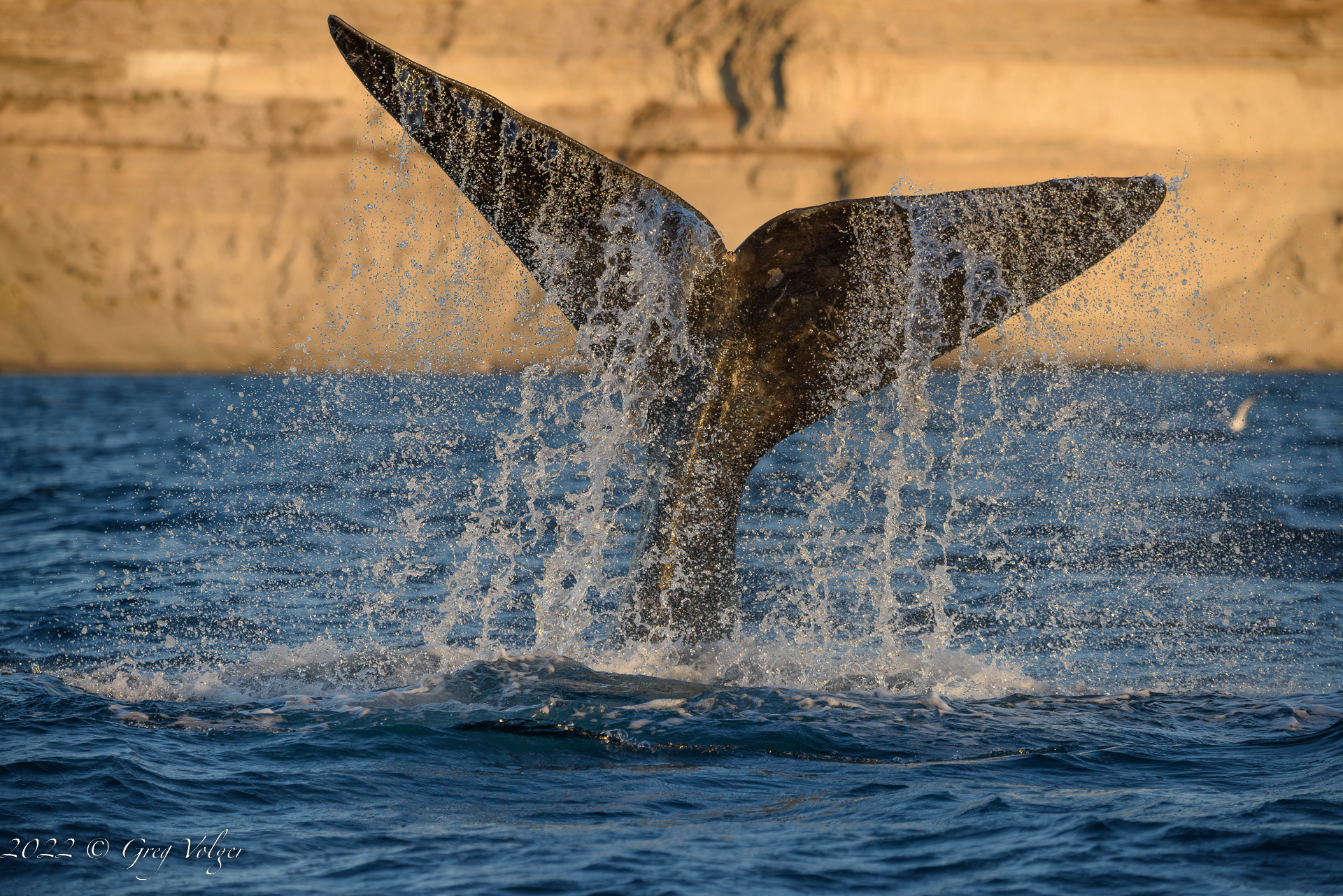 Southern Right Whale