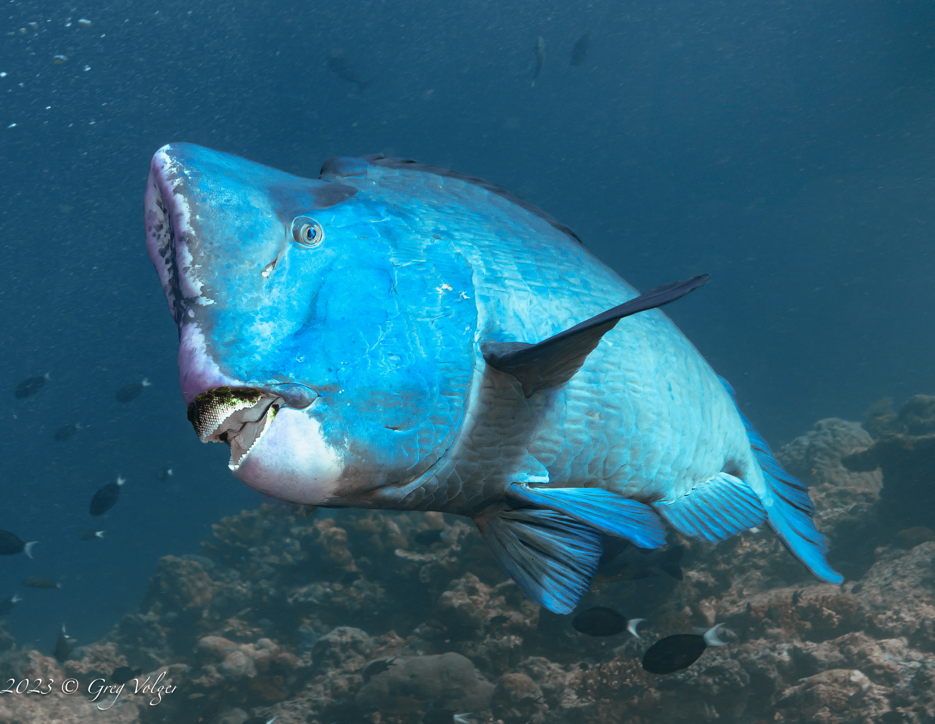 Green humphead parrotfish