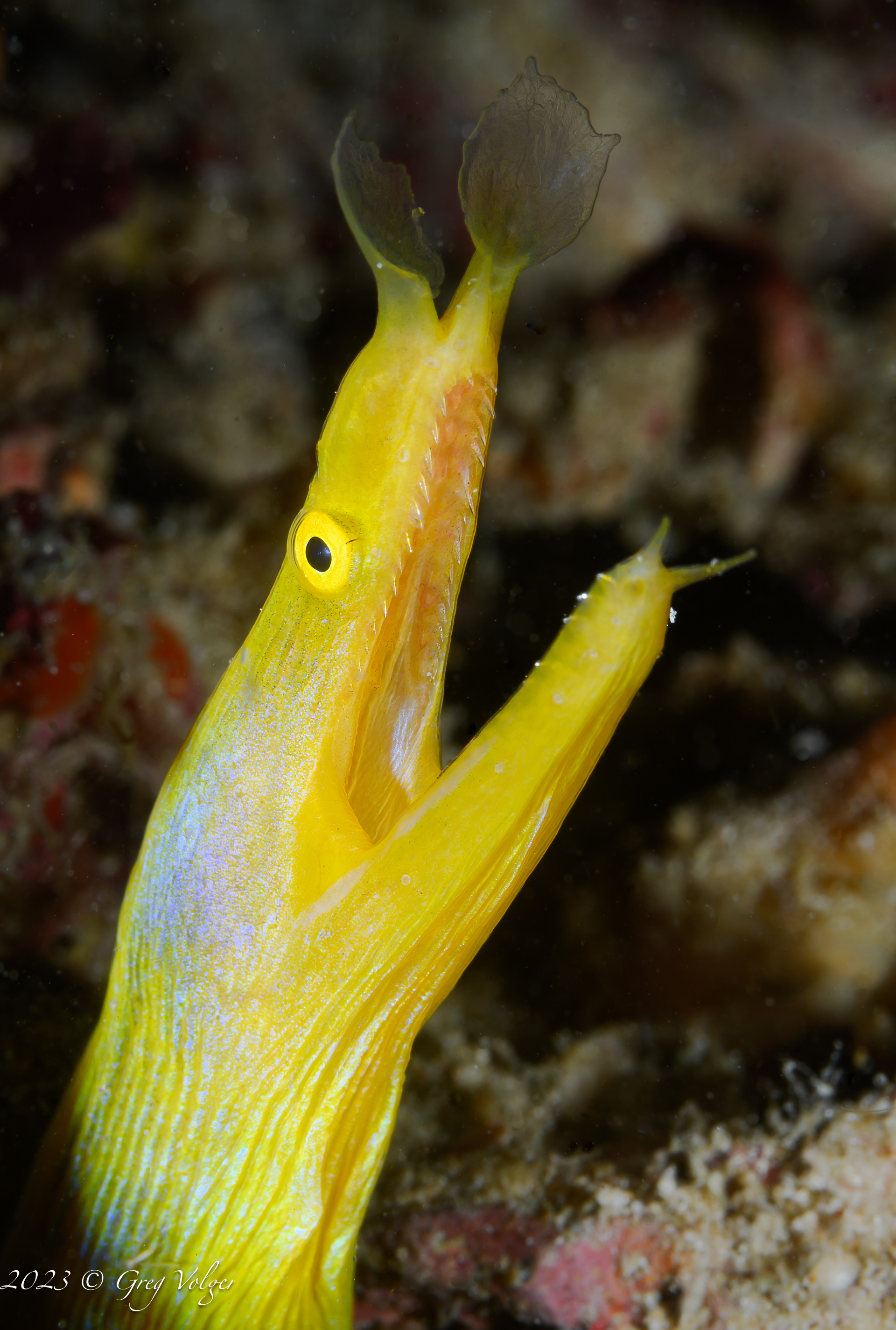 Blue Ribbon Eel - female
