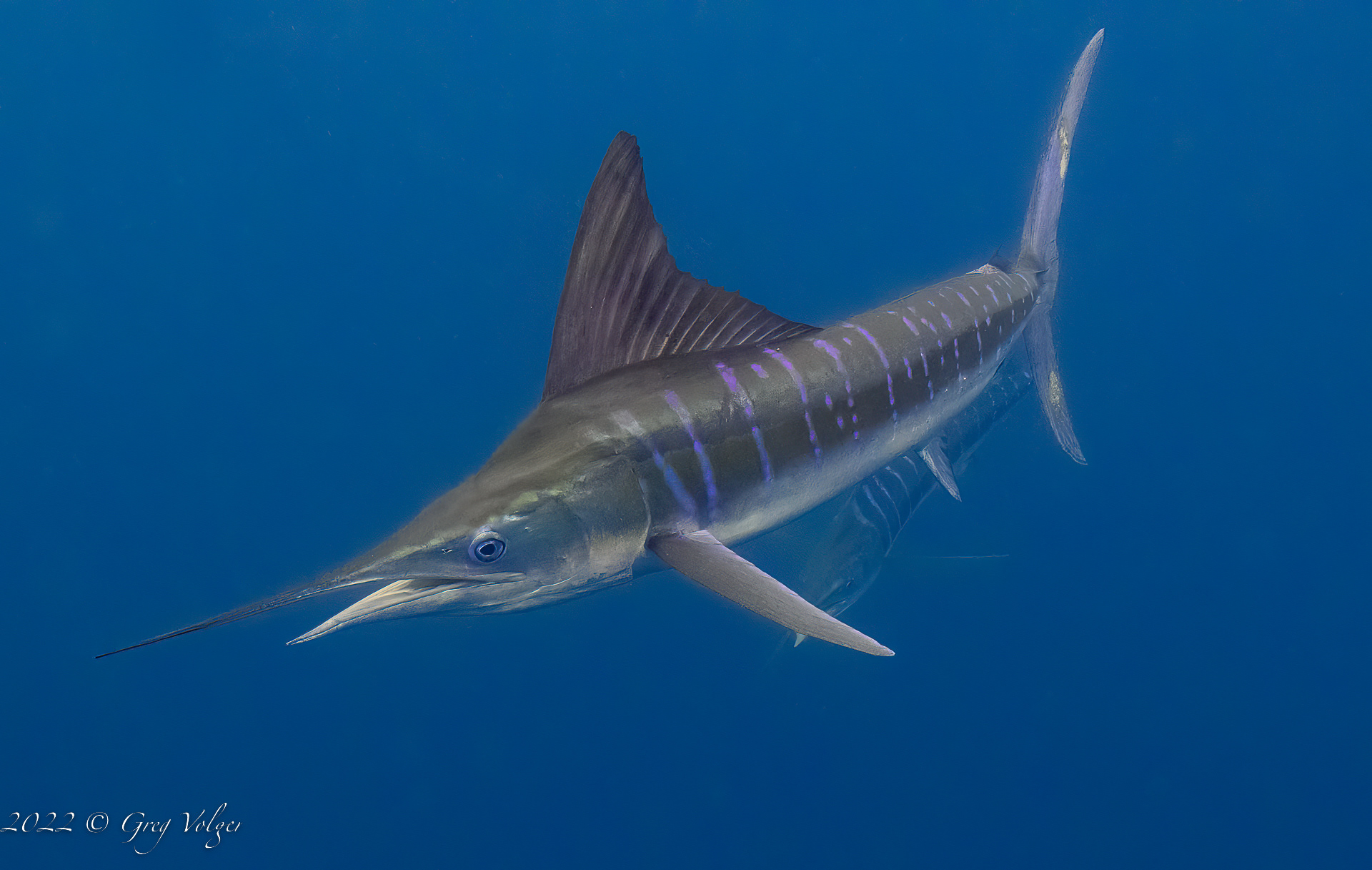 Marlin Magdalena Bay