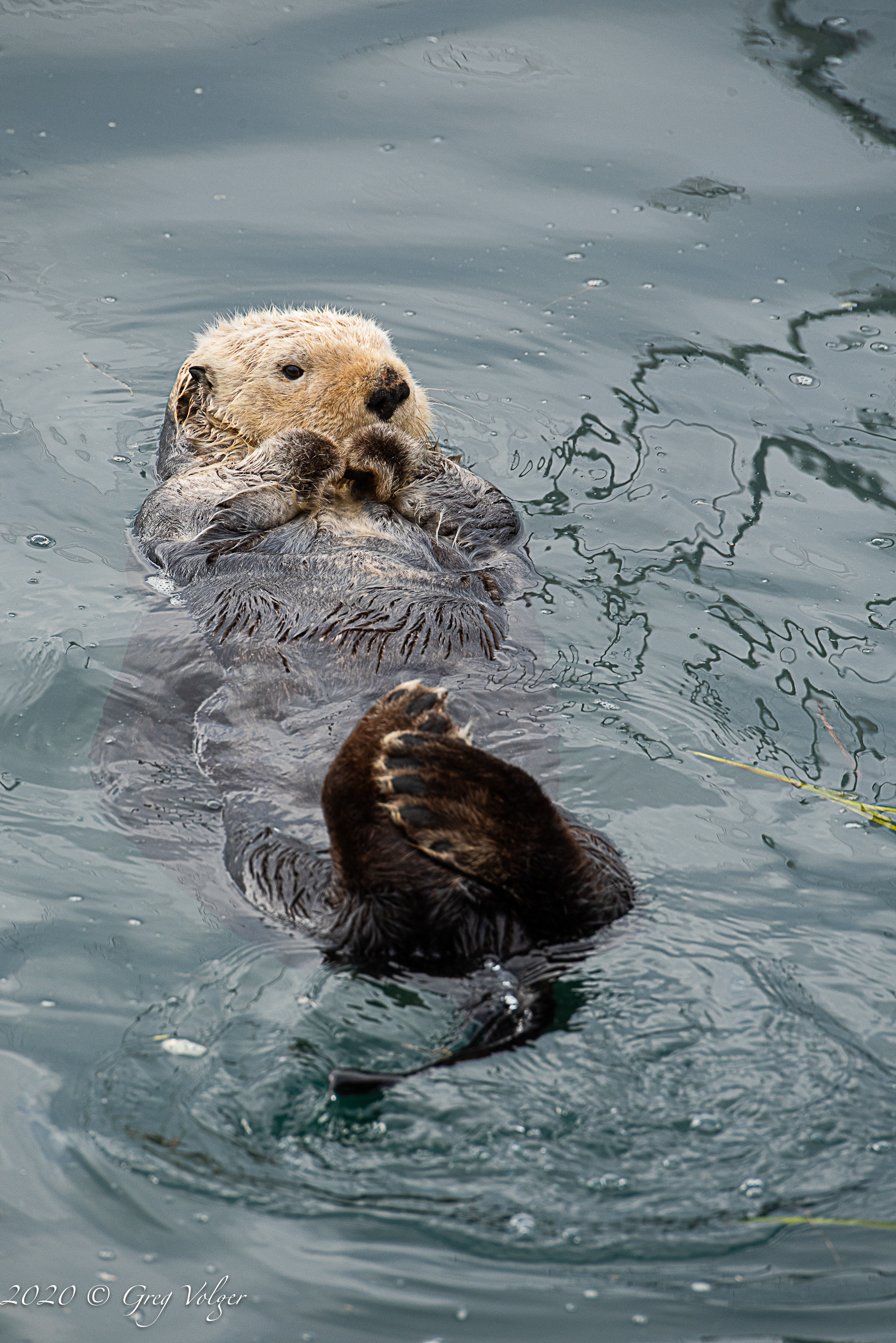Sea Otter - Morro Bay