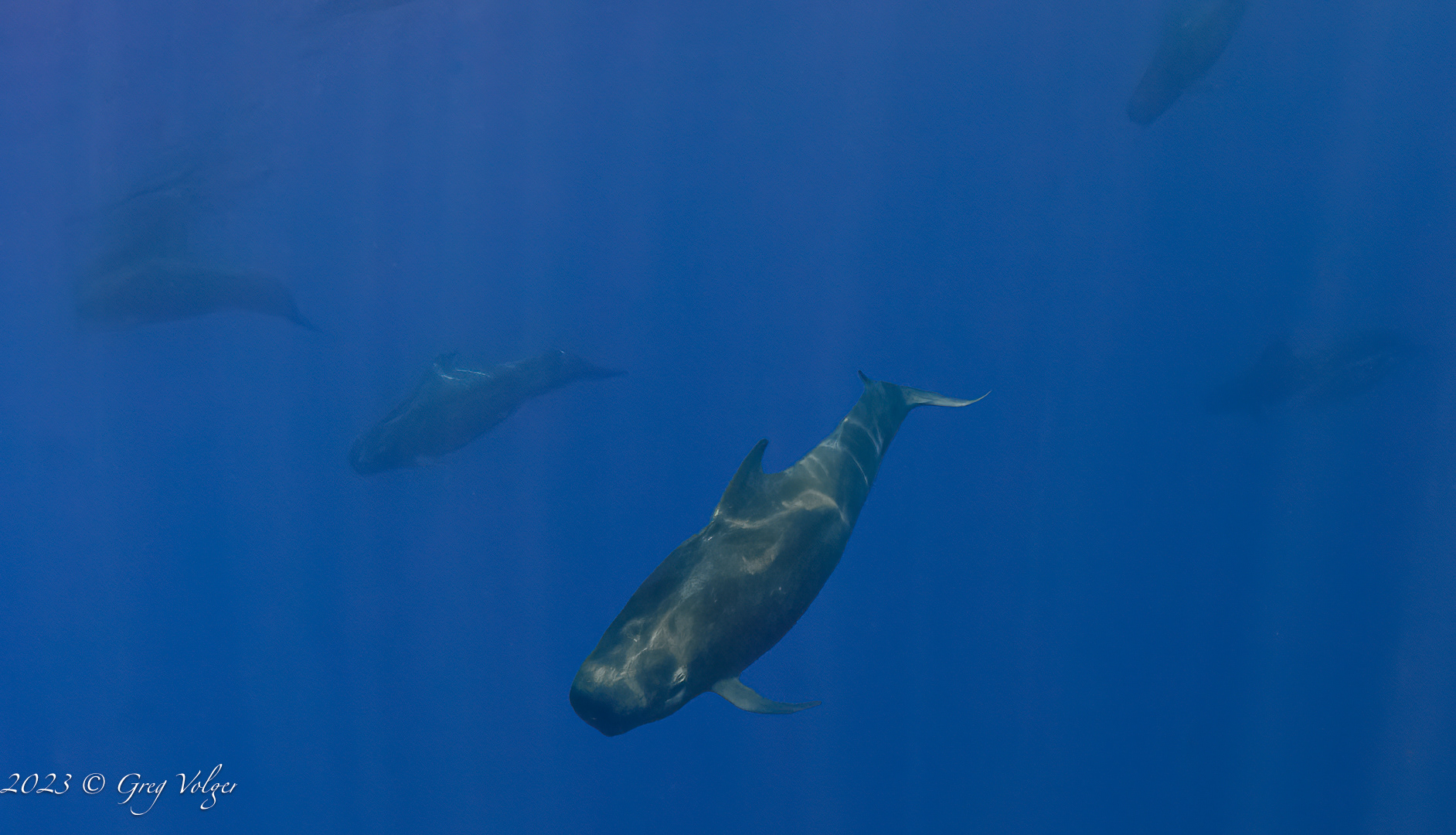 Pilot whales