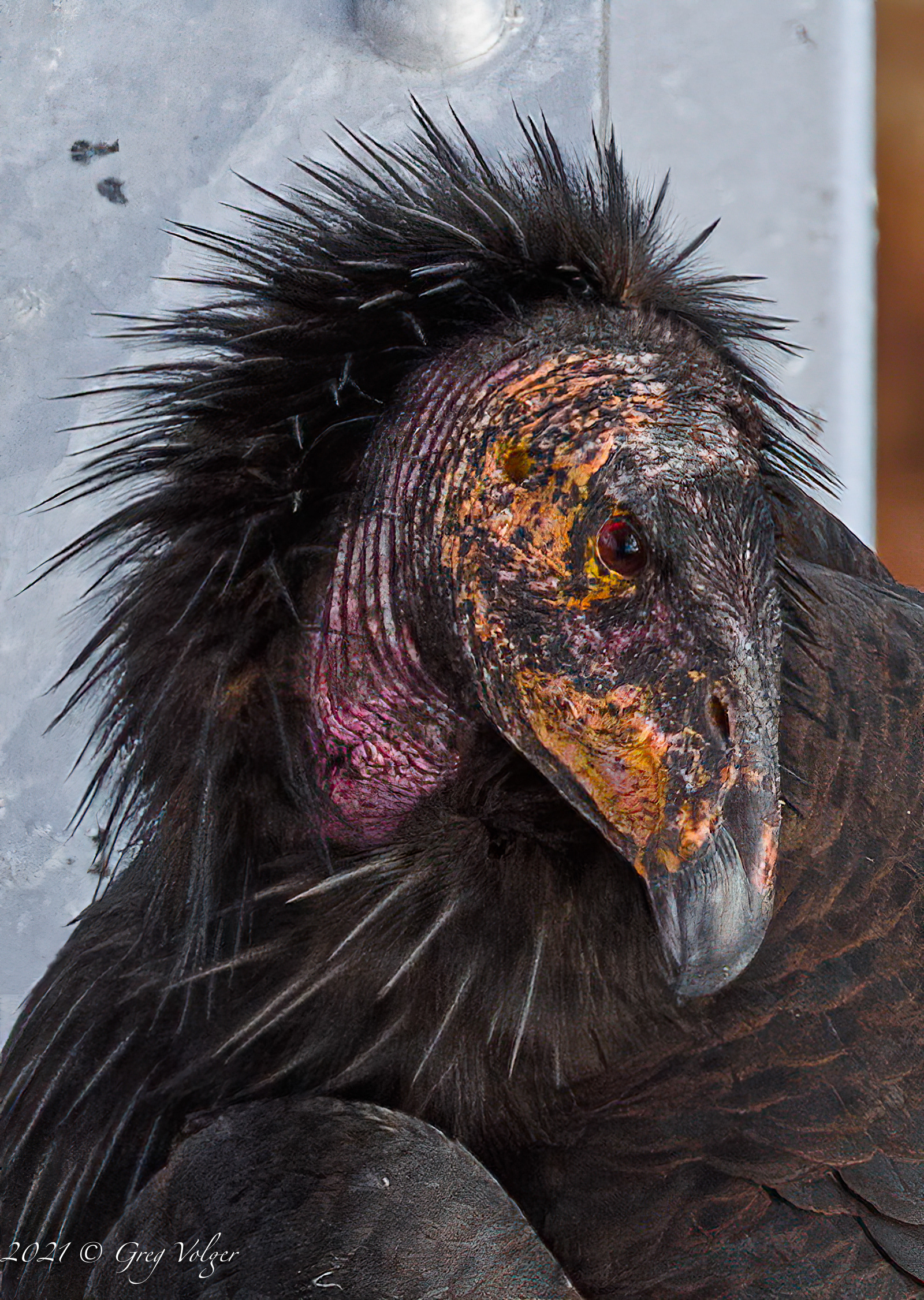 Condor, Navajo Bridge, AZ