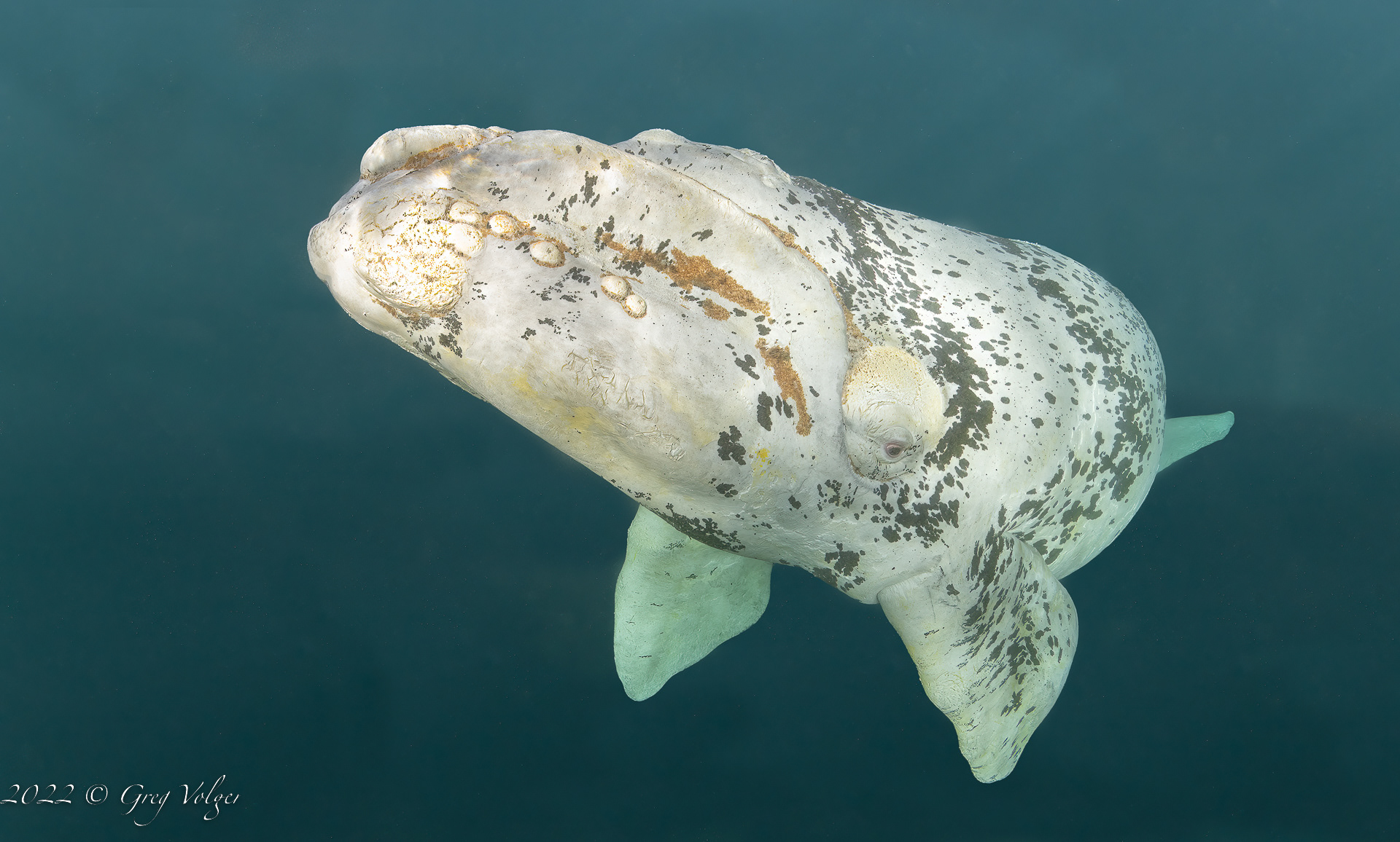 Southern Right Whale