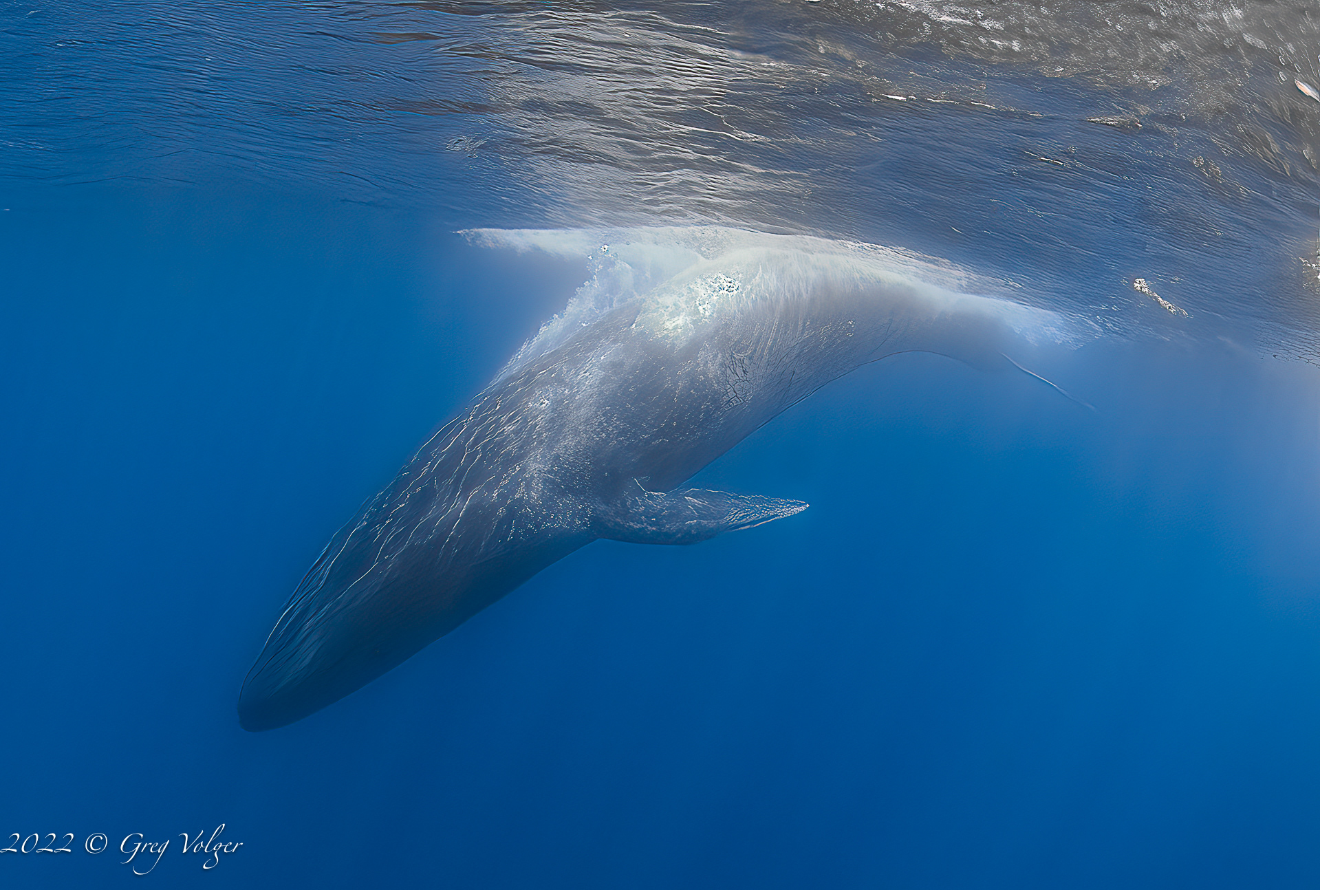 Blue whale