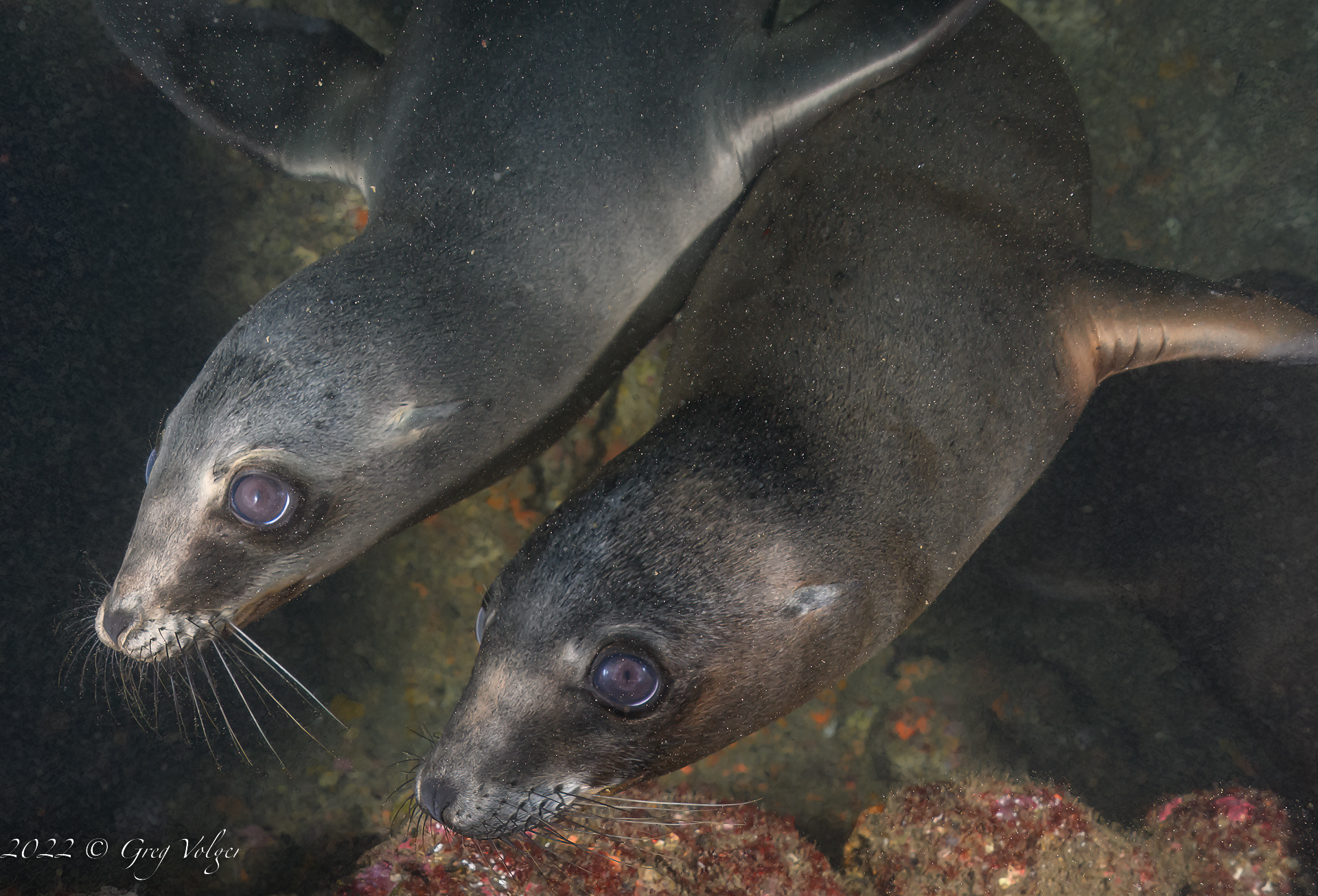 Sea Lions Santa Barbara Island