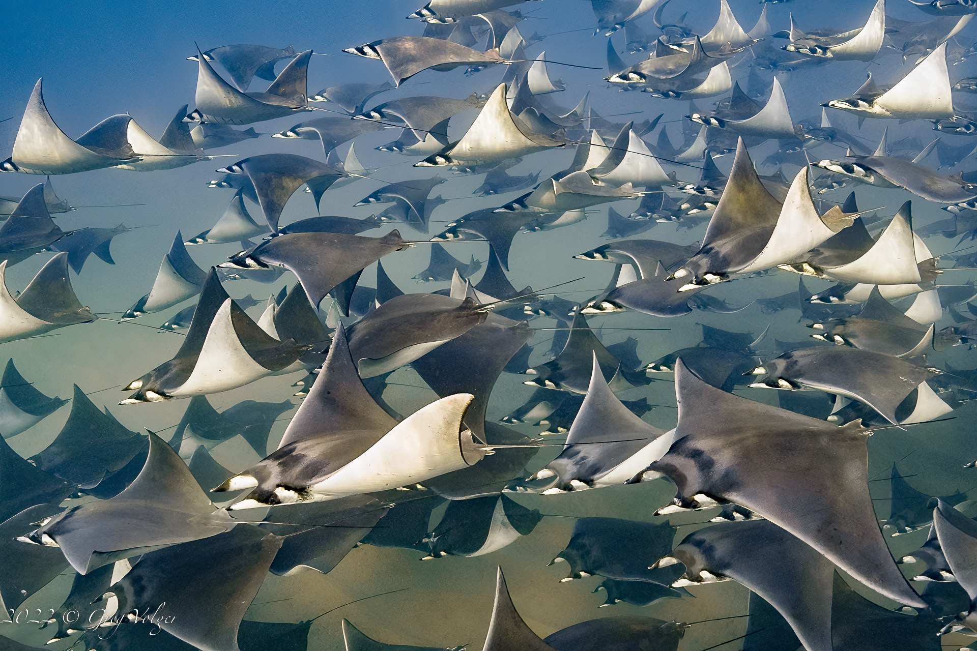 Mobulas in Cabo San Lucas