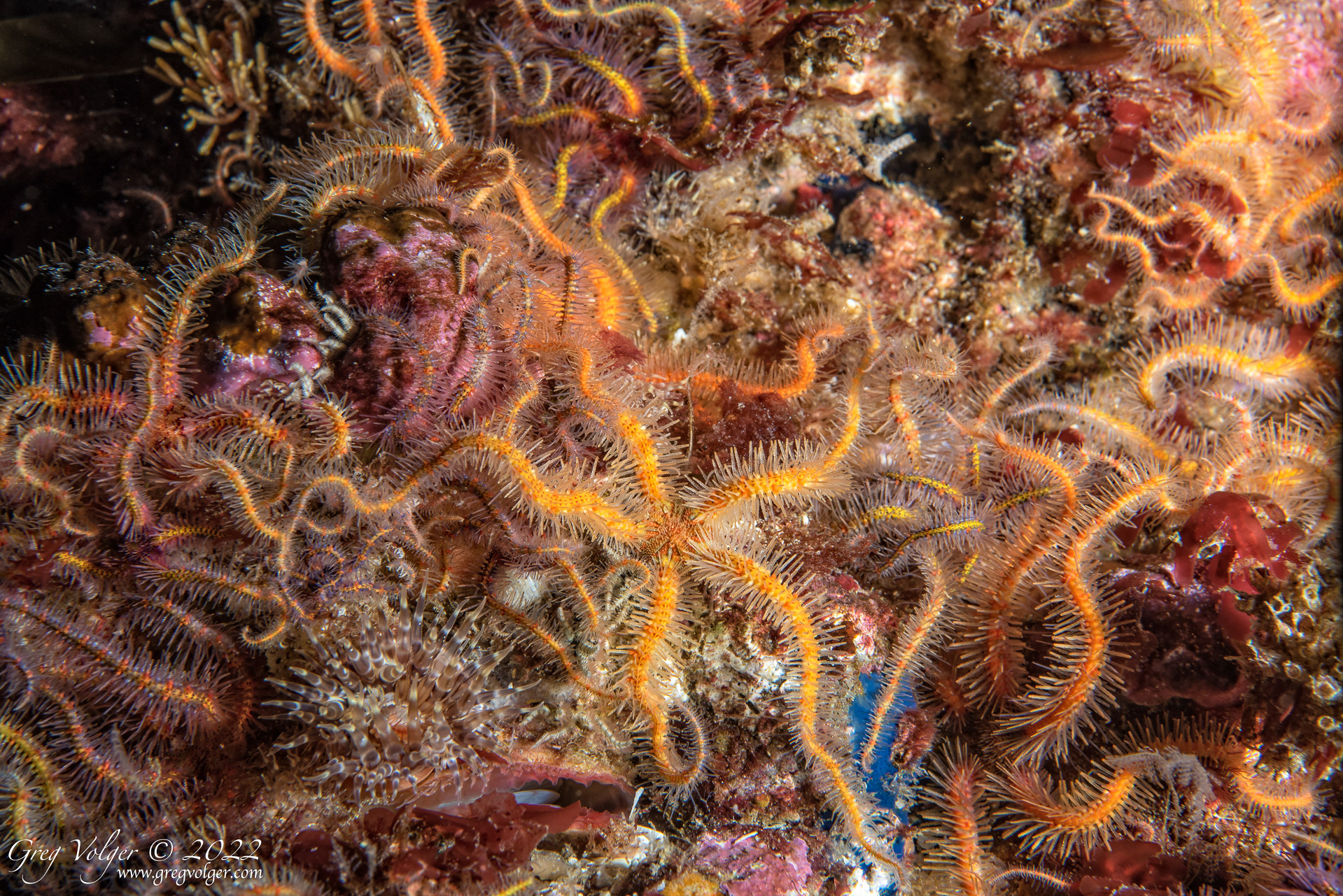 Santa Barbara island