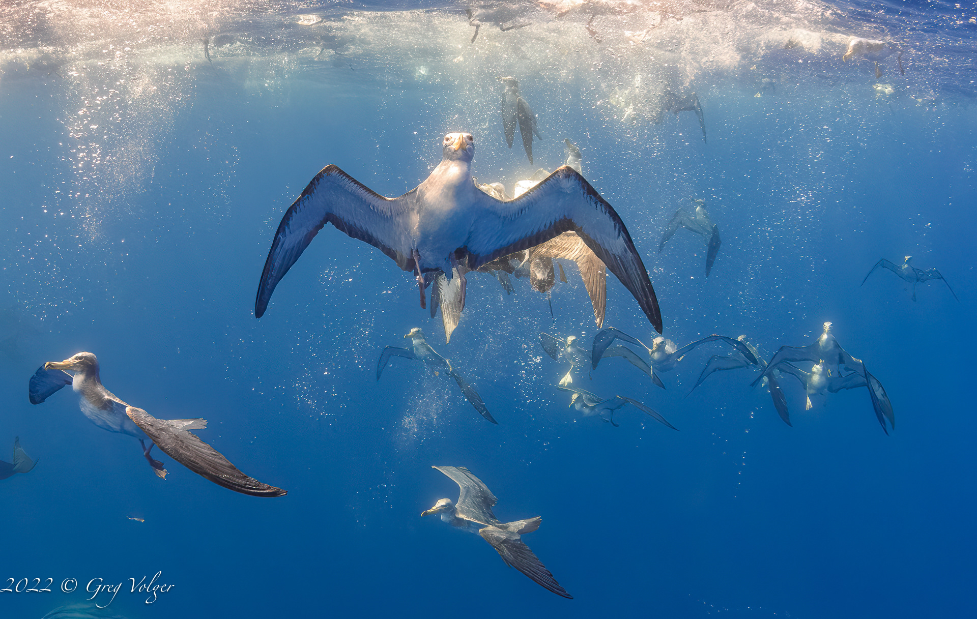 Bait ball frenzy