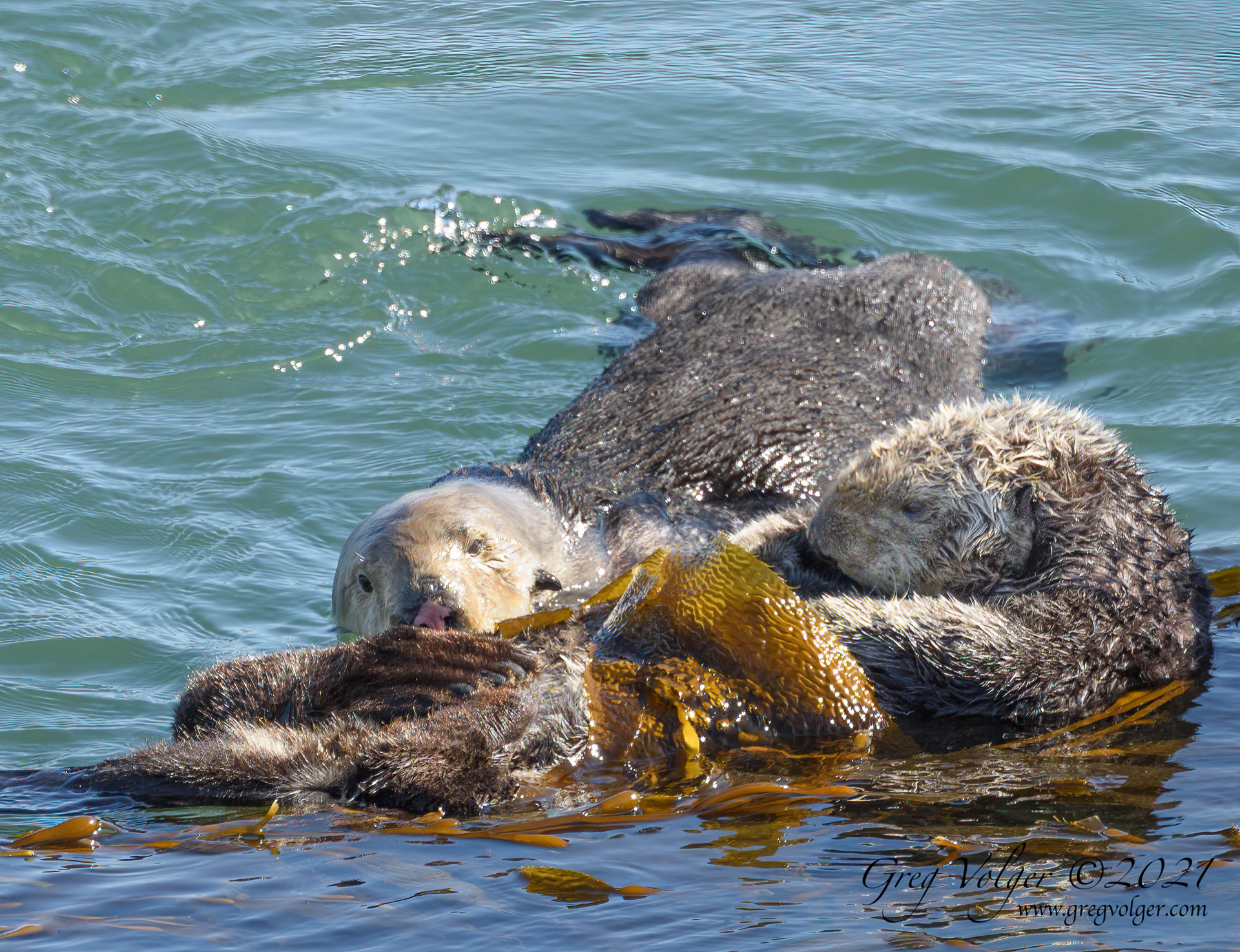 Sea otter Morro Bay