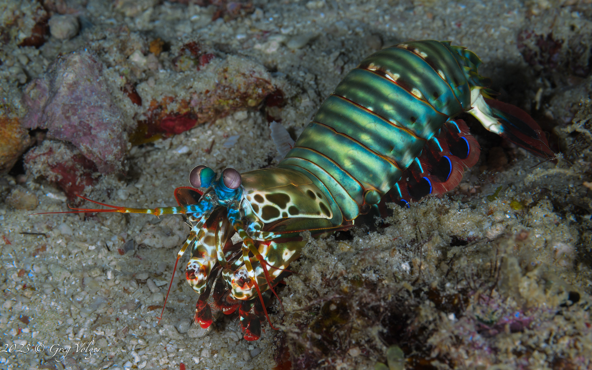 Mantis shrimp