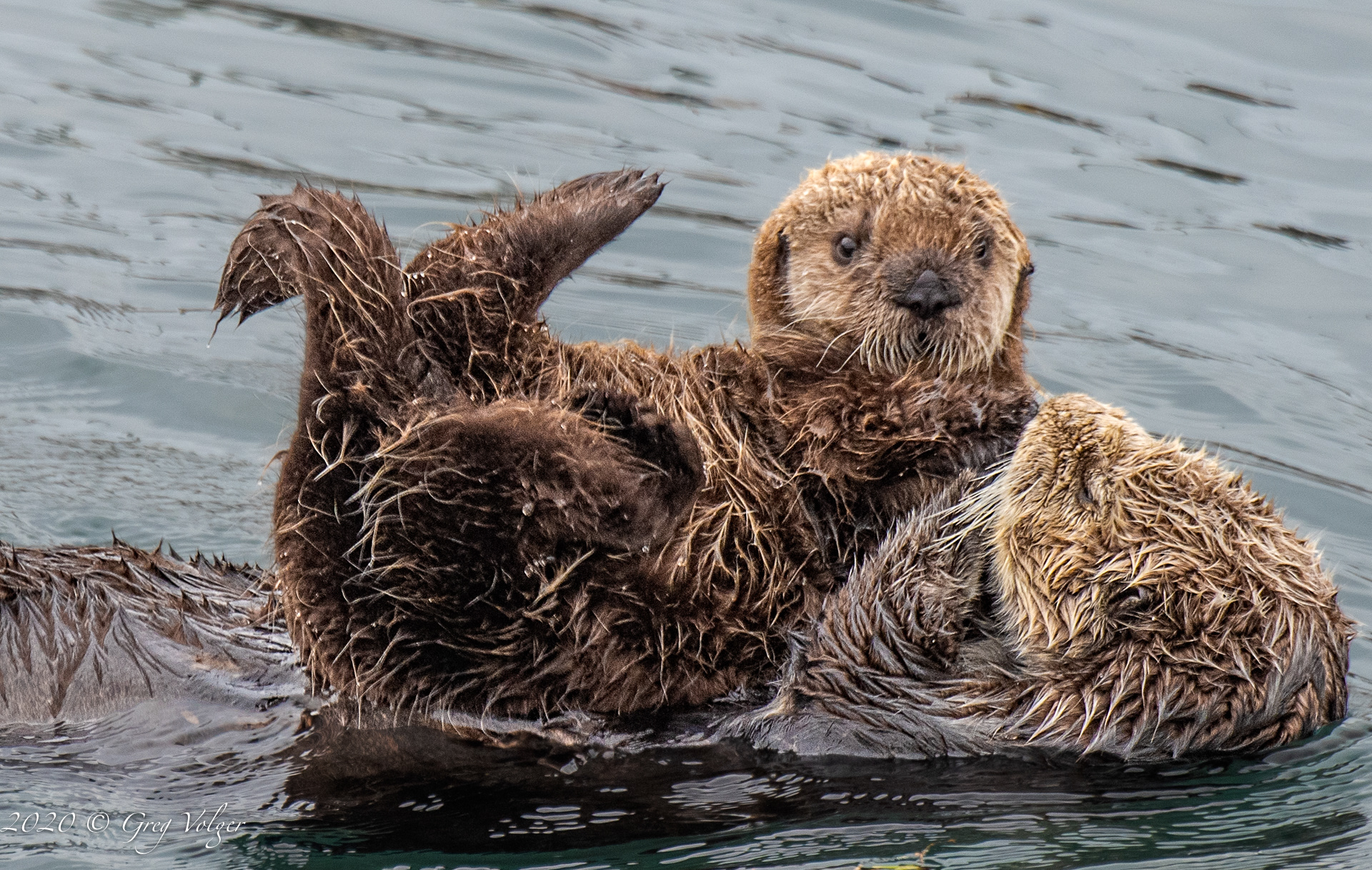 Sea Otters - Morro Bay