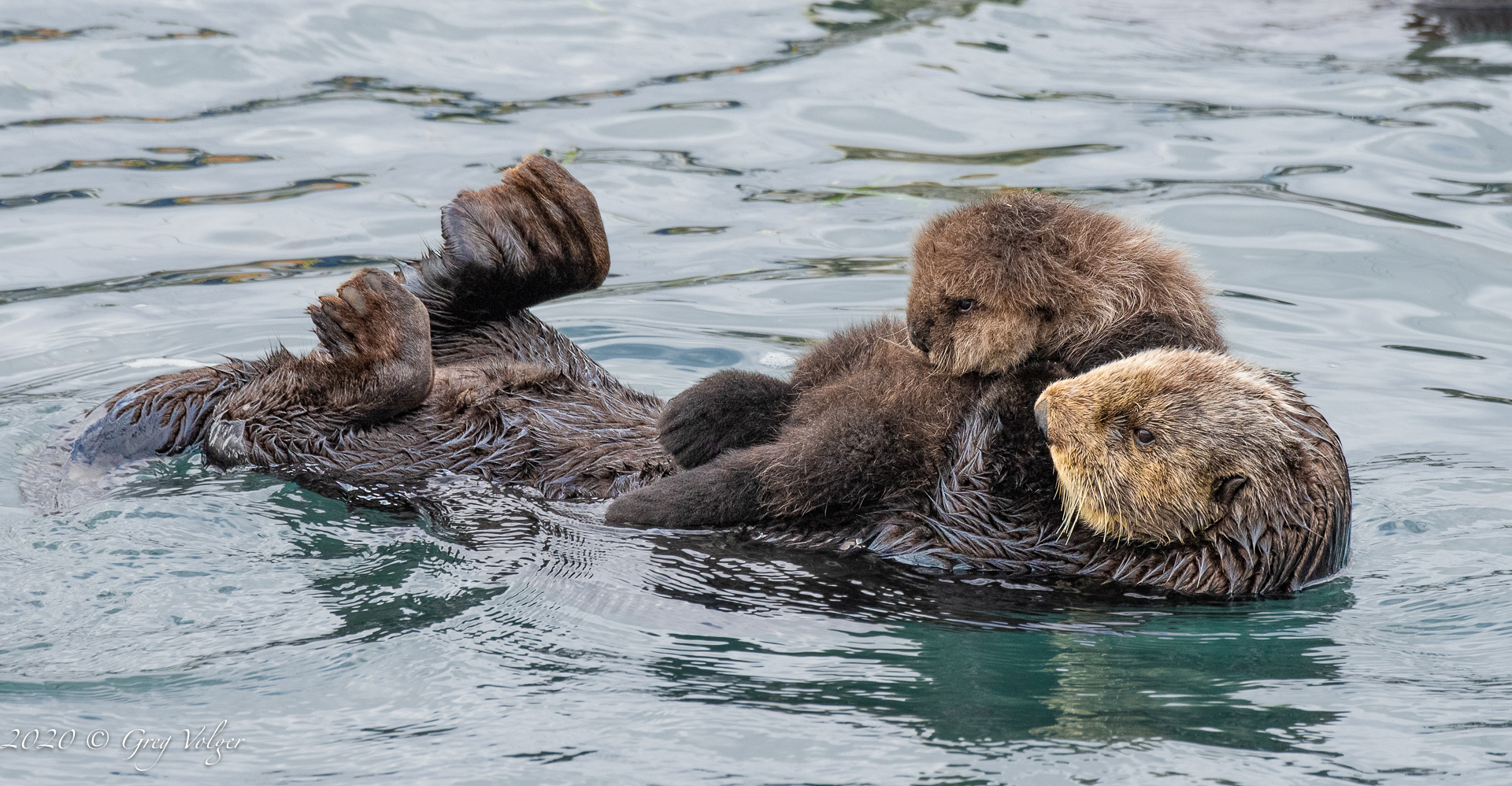 Sea Otters - Morro Bay