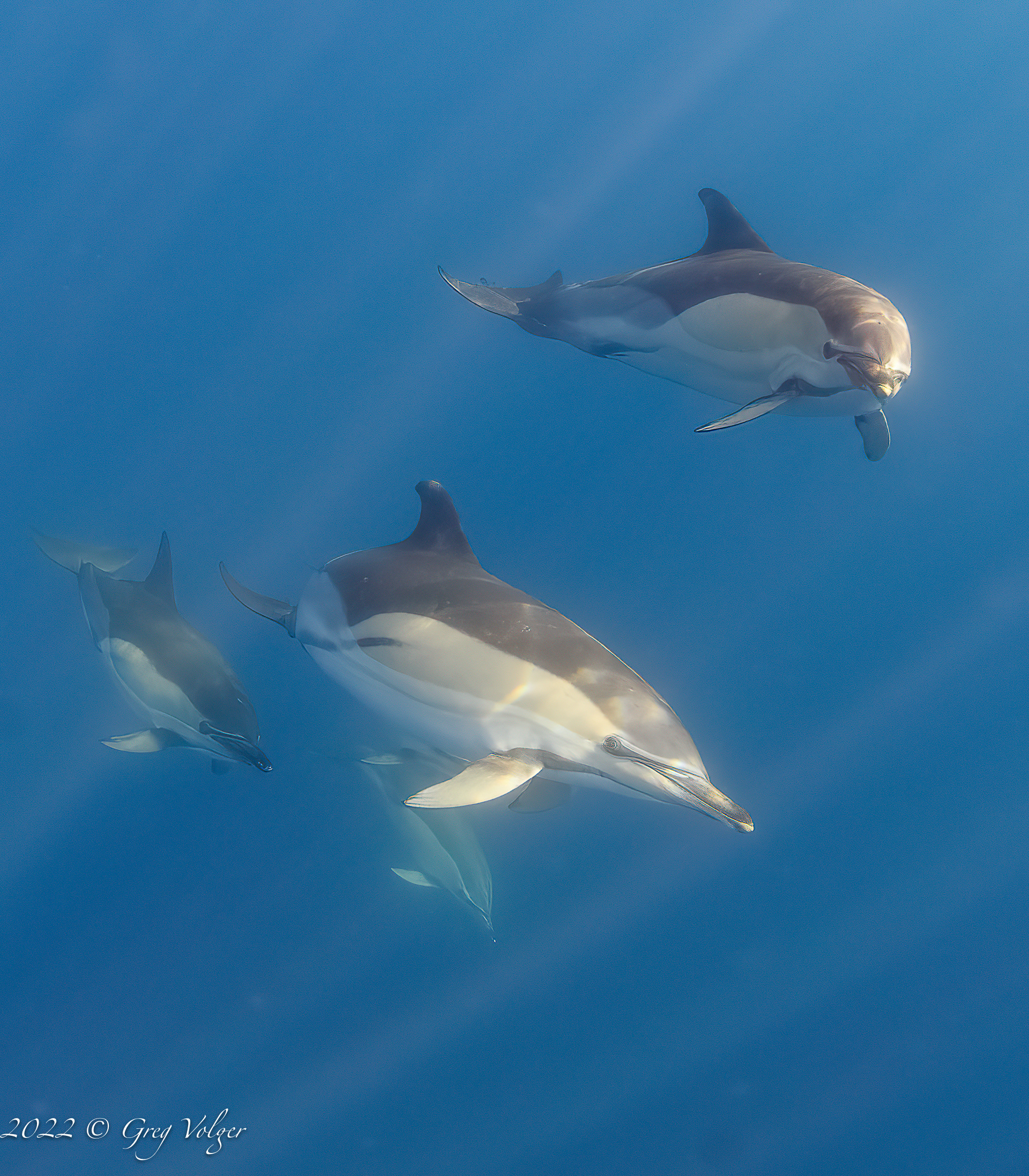 Common dolphin