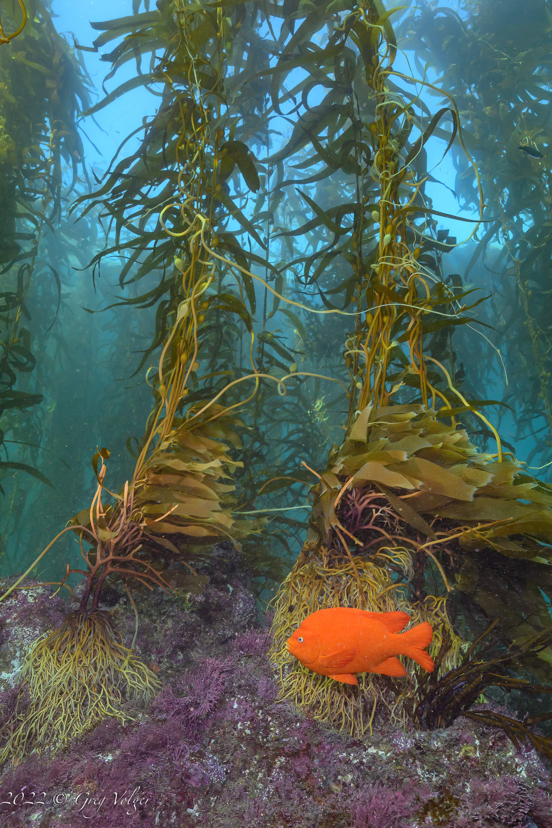 Garibaldi in Giant Kelp