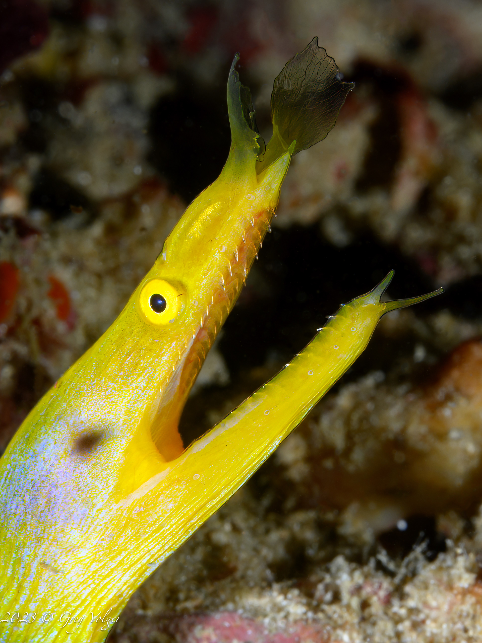 Blue Ribbon Eel - female