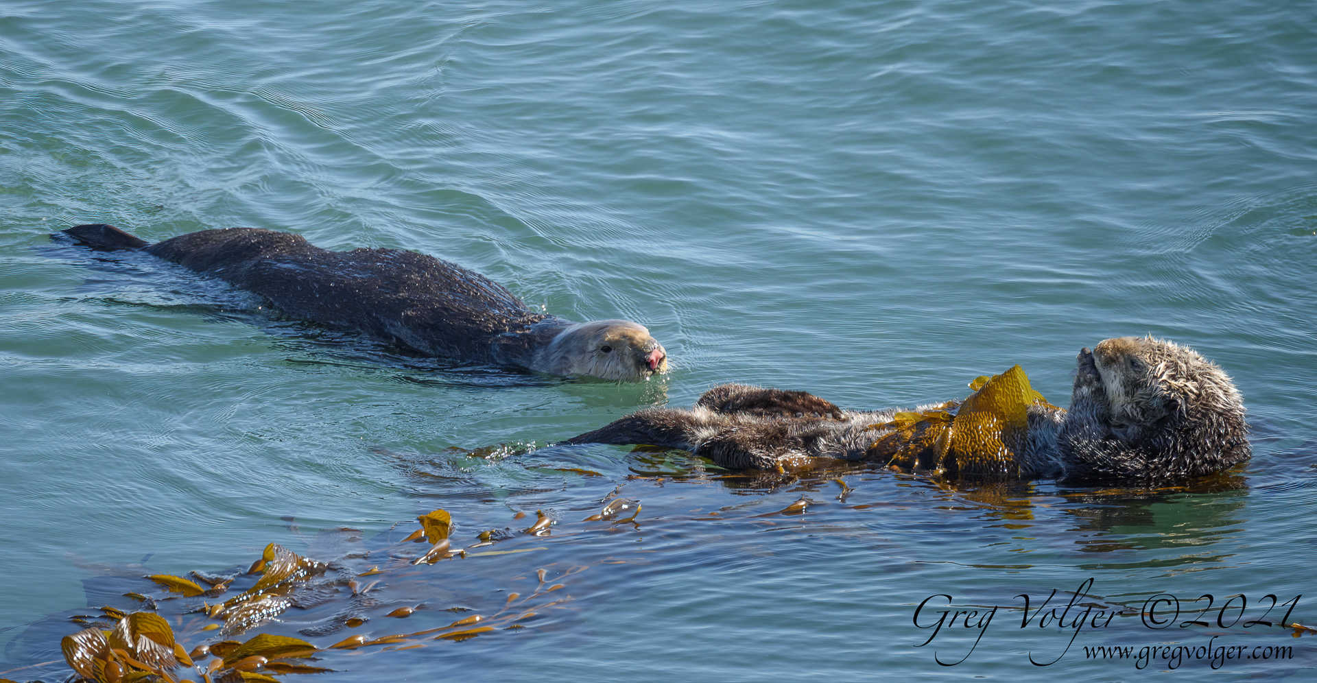 Sea otter Morro Bay