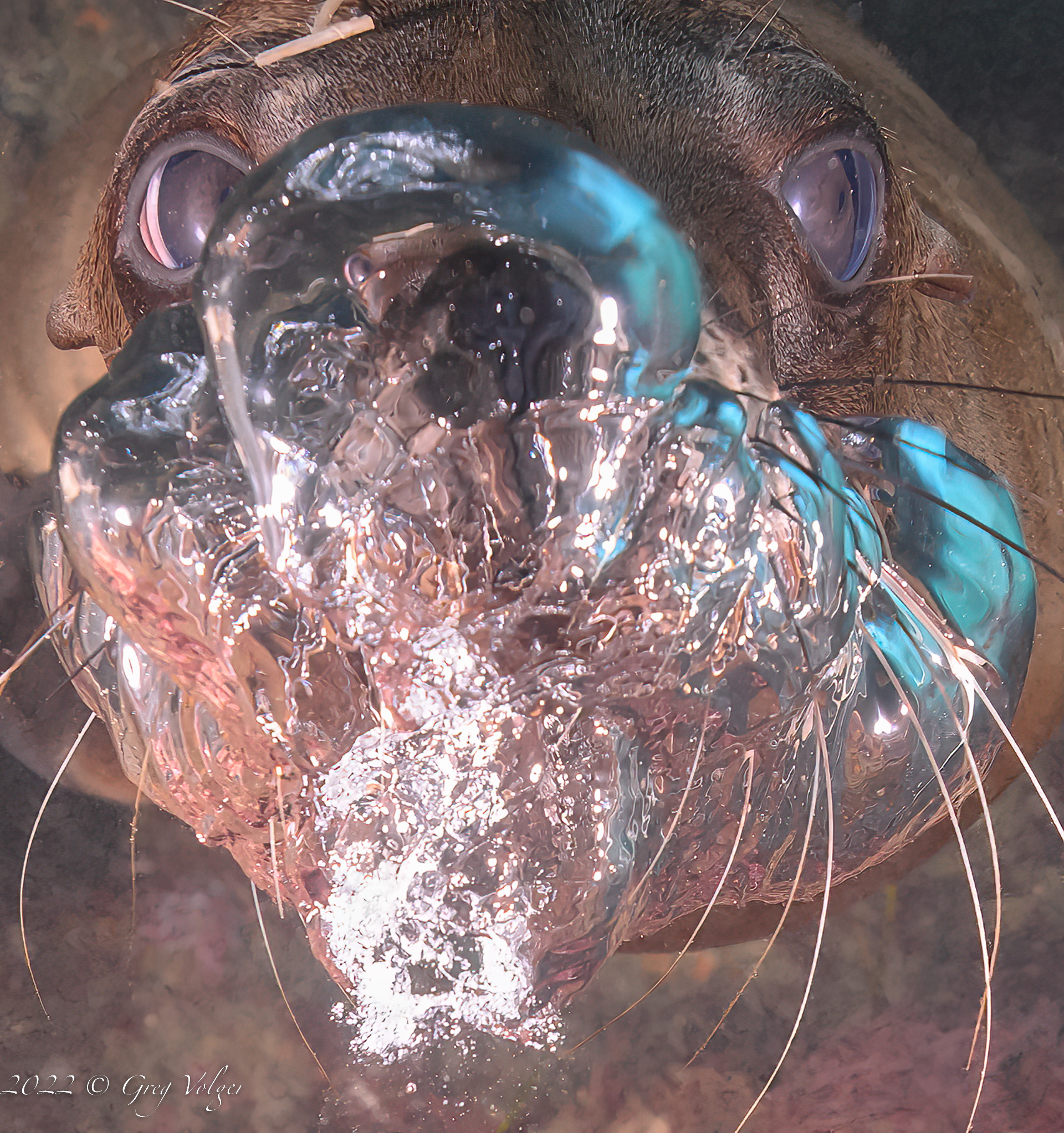Sea Lion blowing bubbles