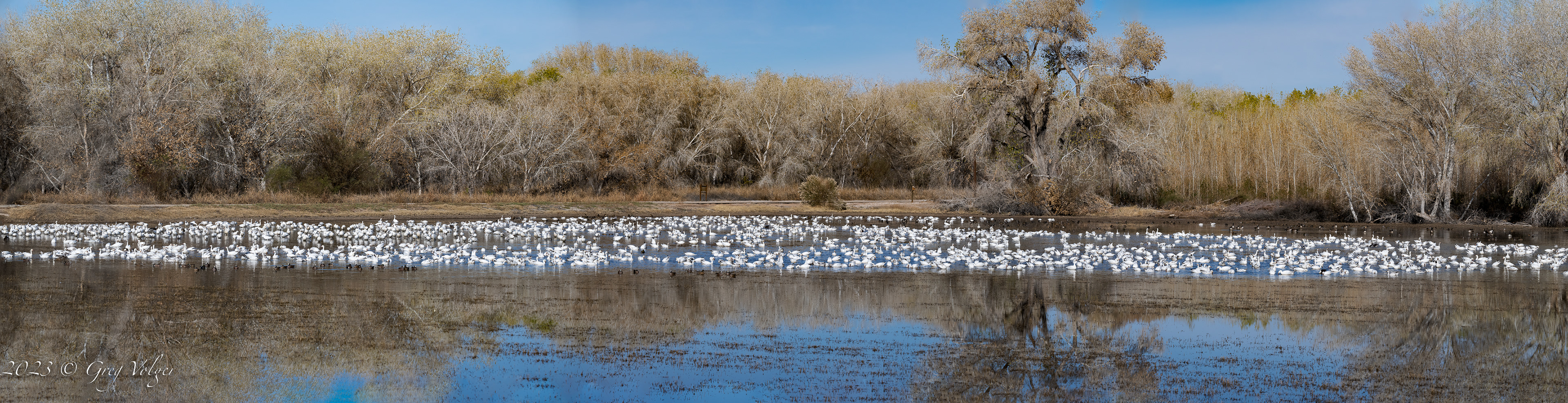 Canadian Snow geese
