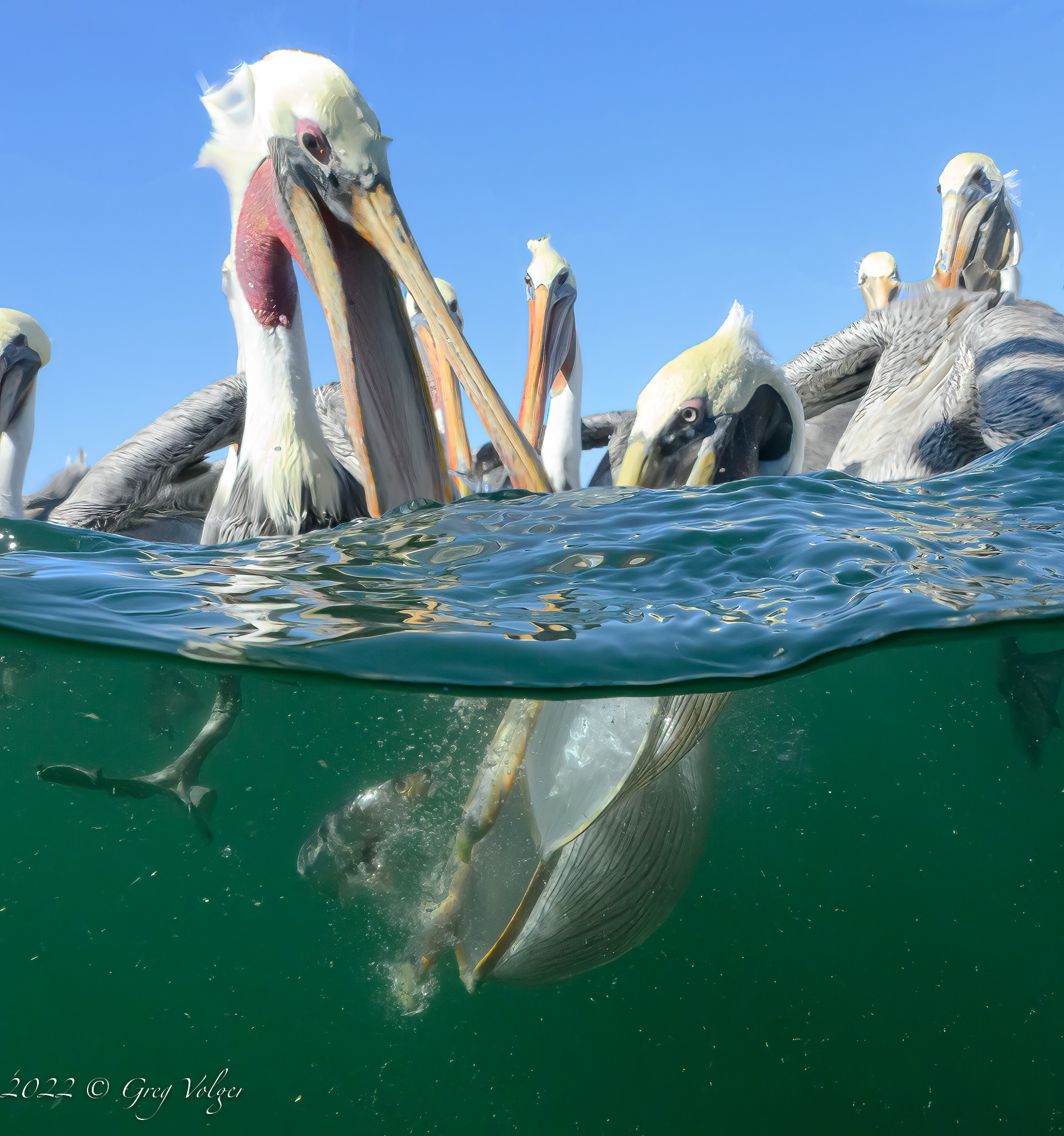Pelicans Magdalena Bay