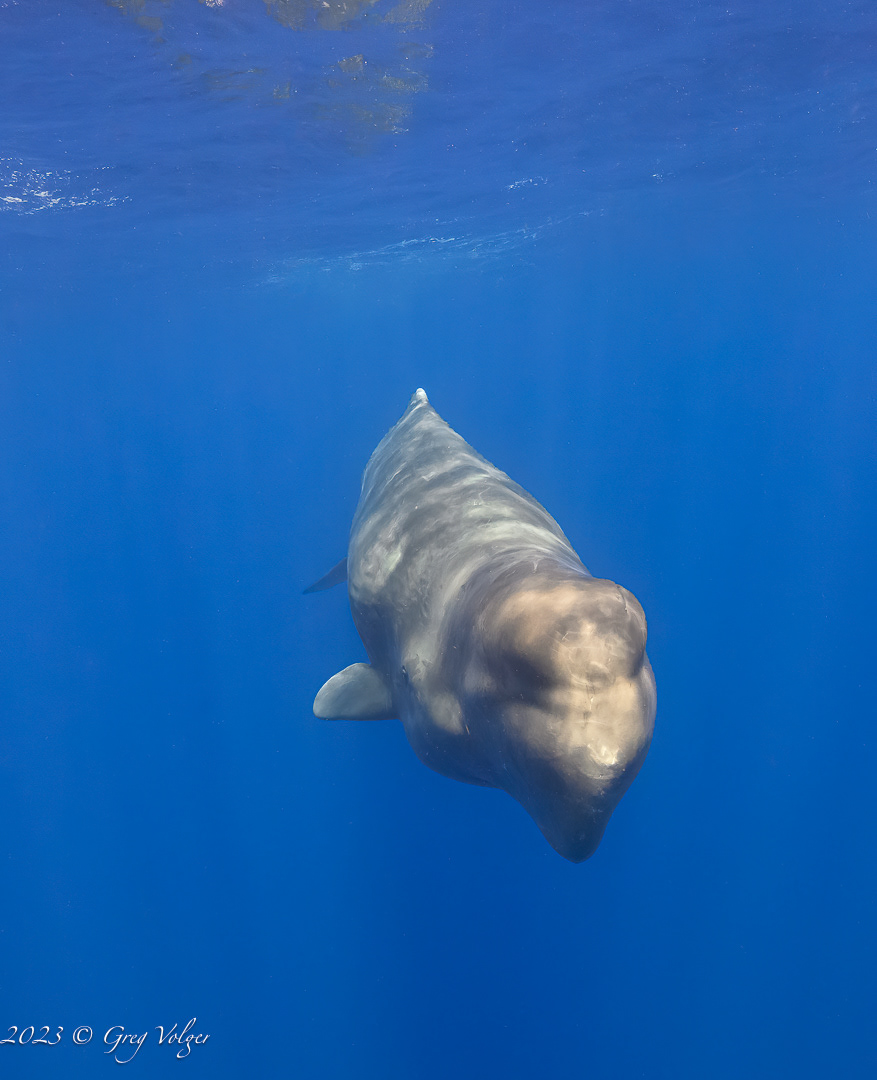 Sperm whale