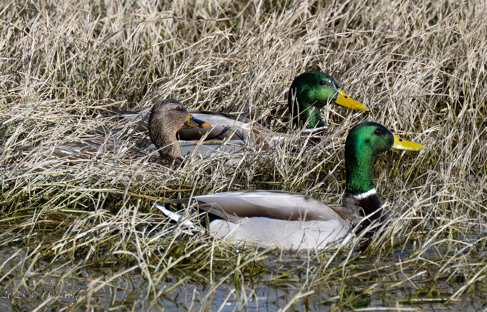 Mallard ducks