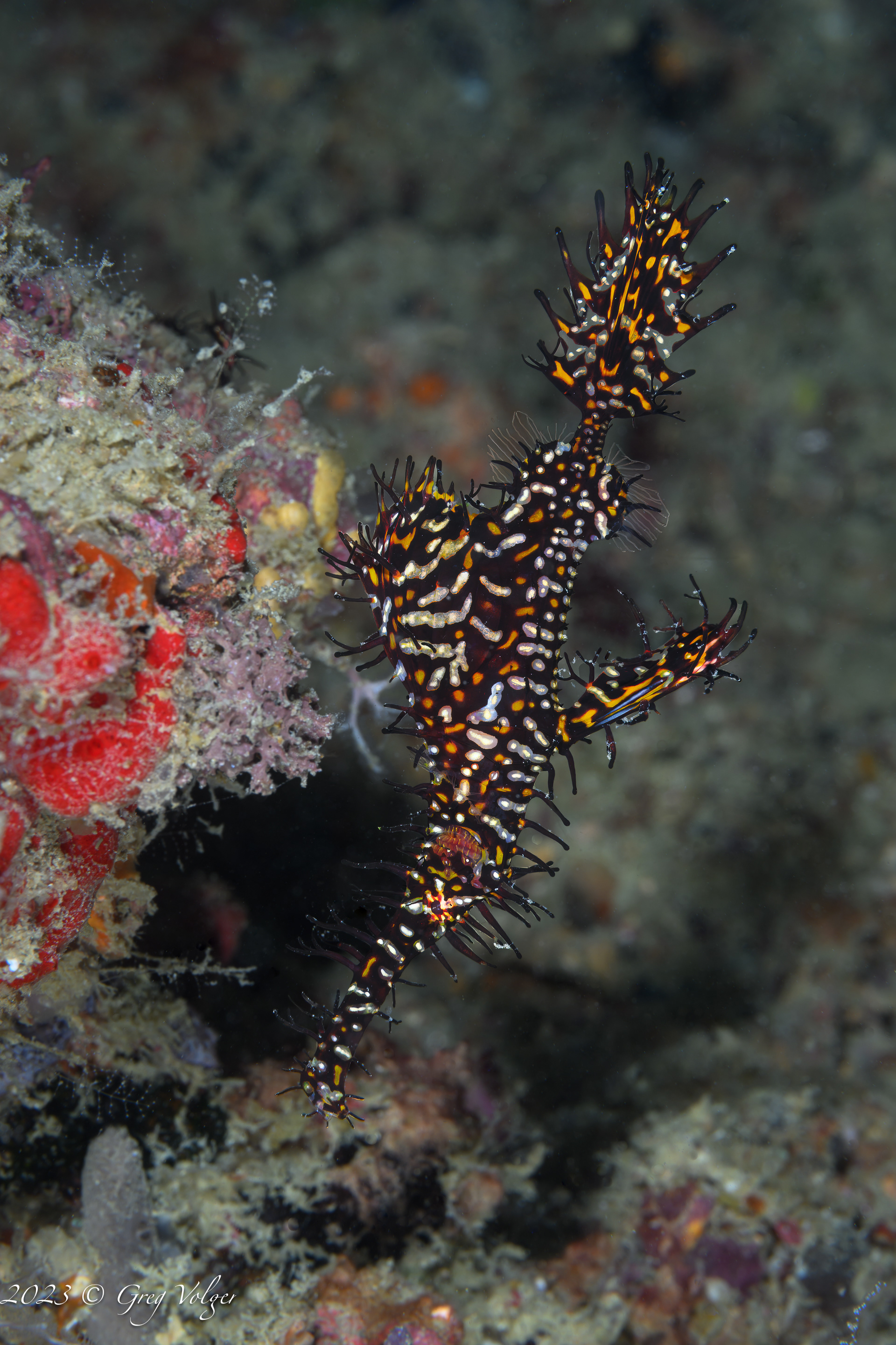 Ghost Pipefish
