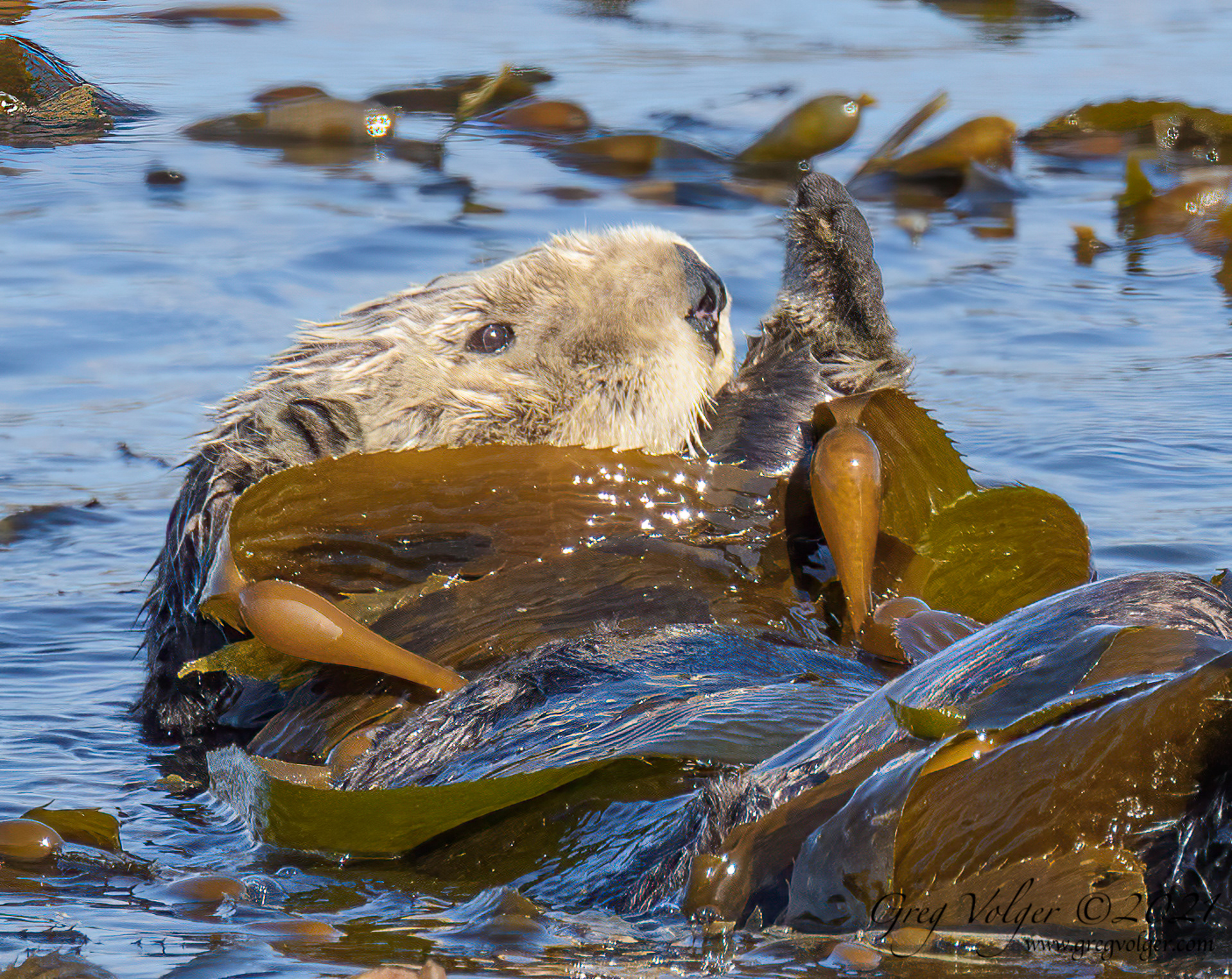 Sea otter Morro Bay