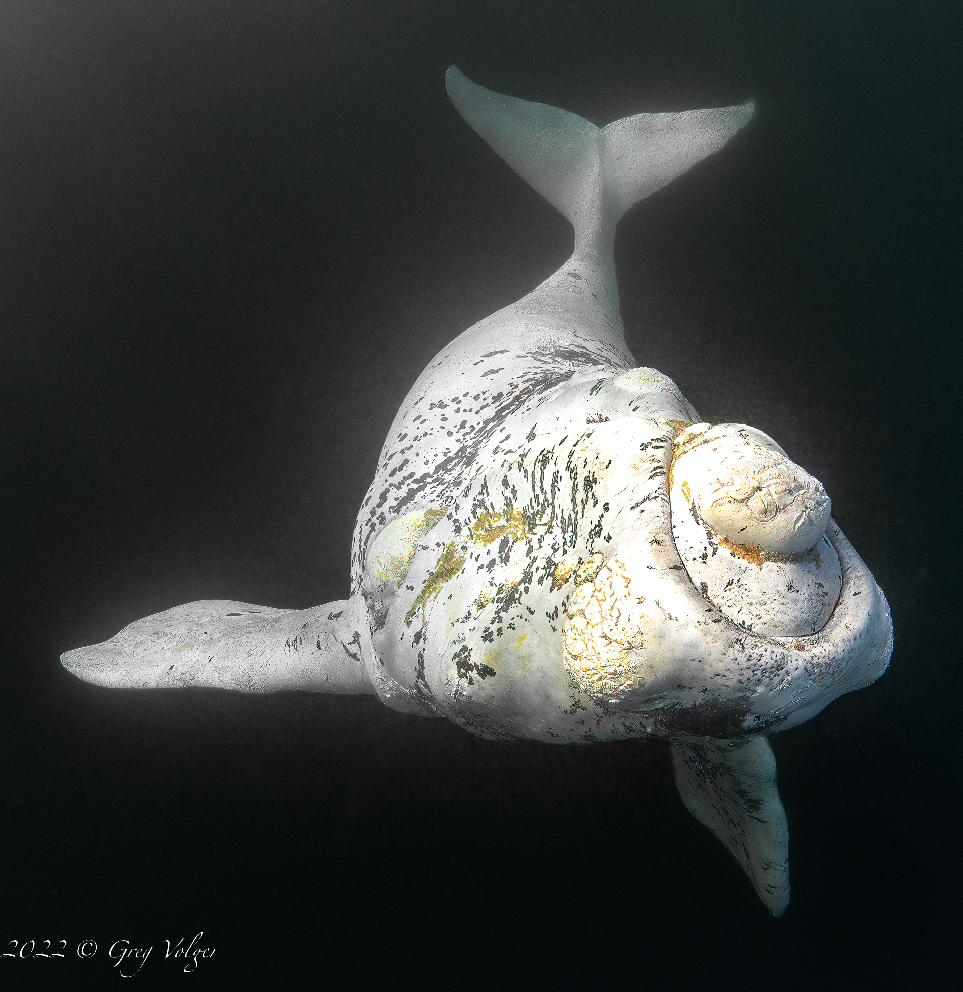 Southern Right Whale