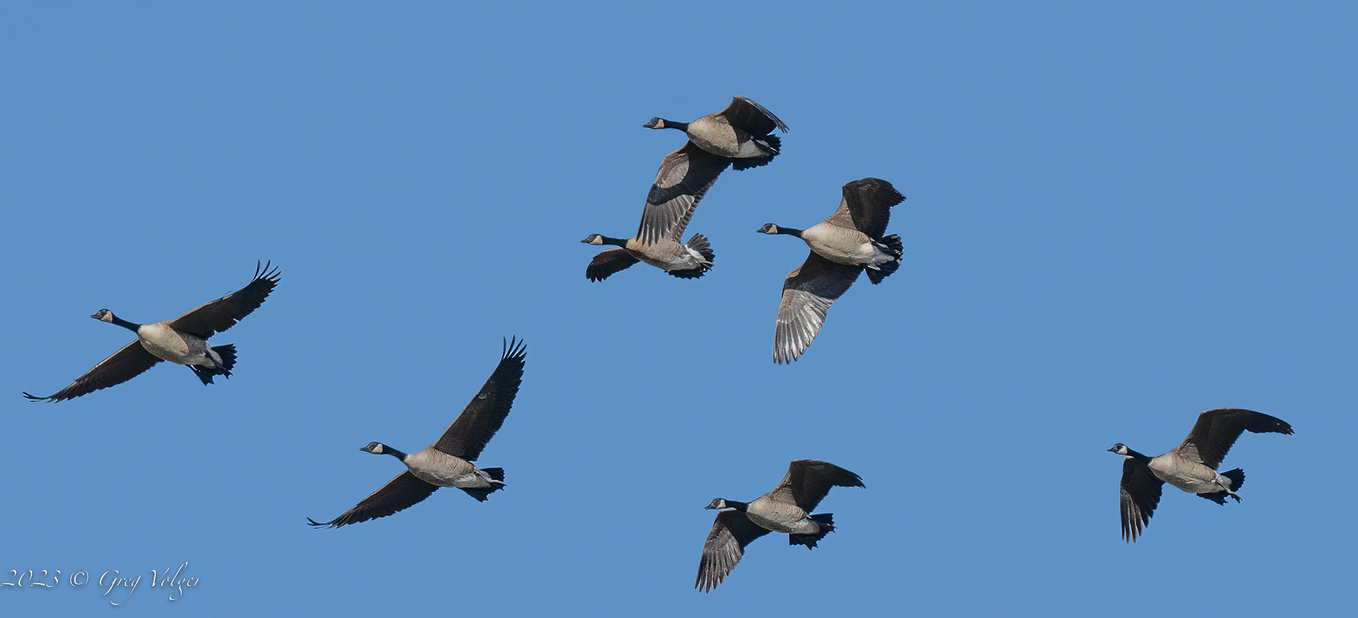 Canadian geese