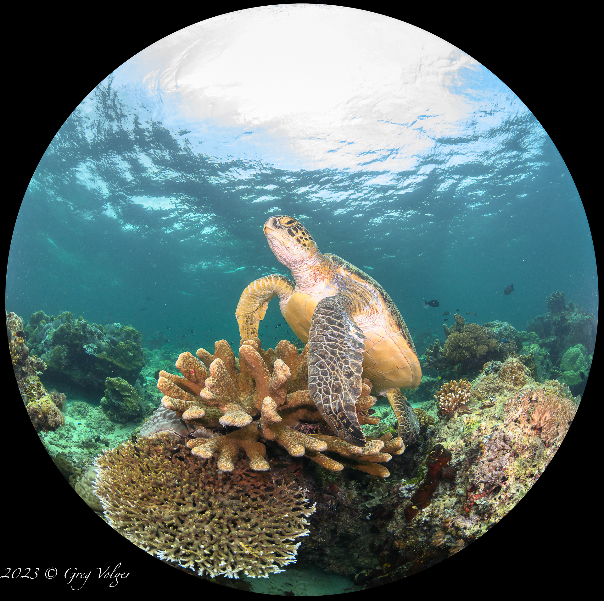 Green Turtle