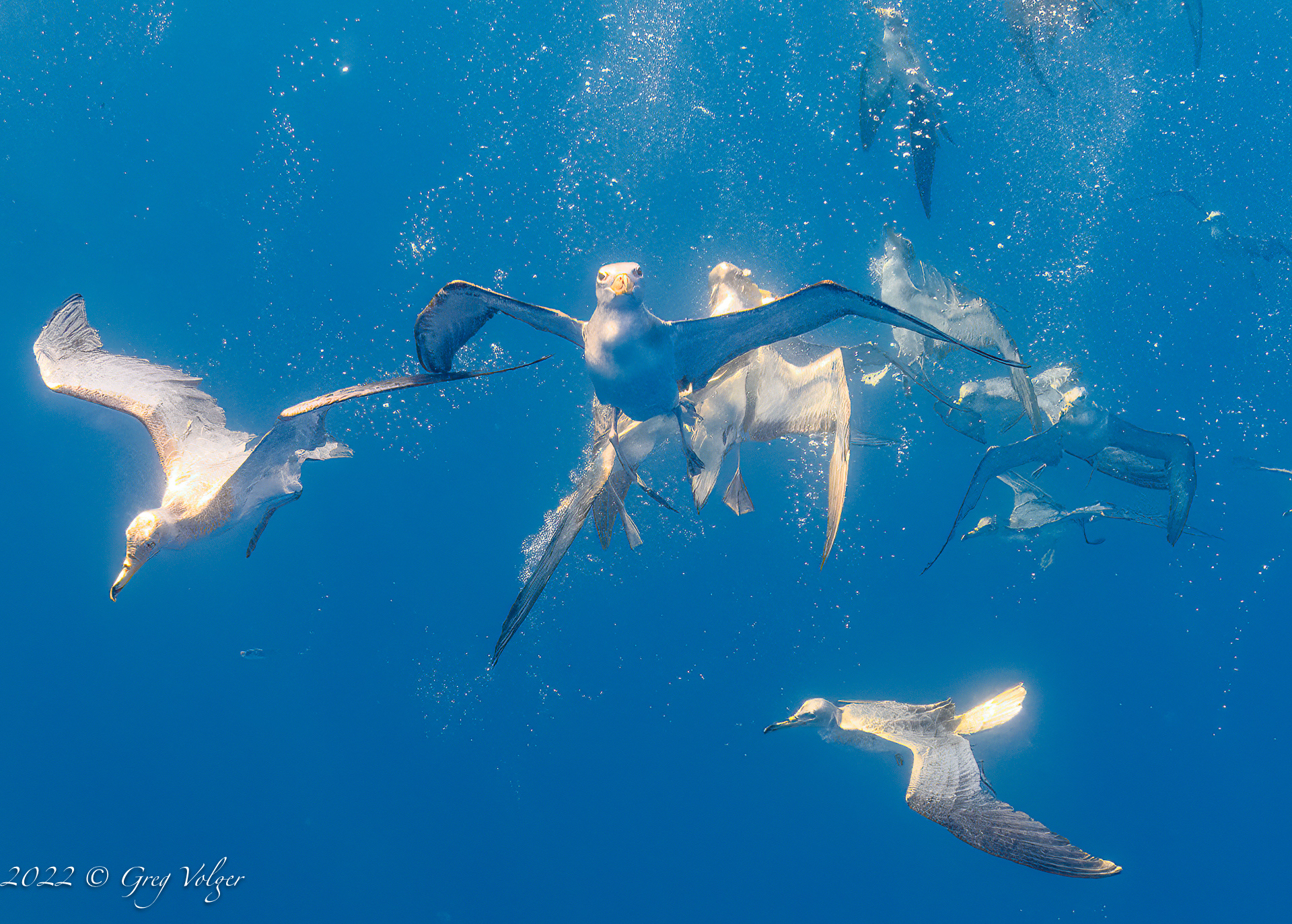 Bait ball frenzy