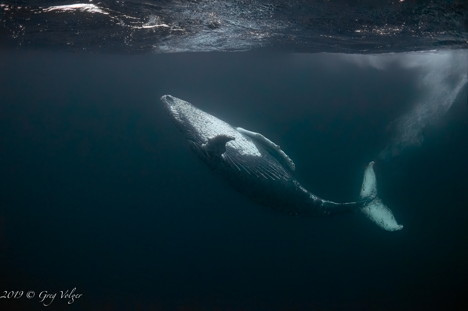 Humpback whale