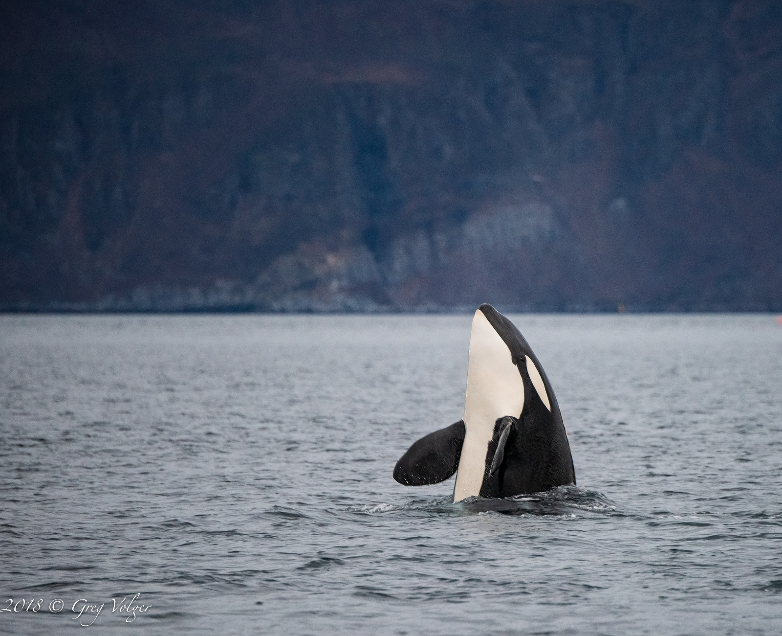 Orca