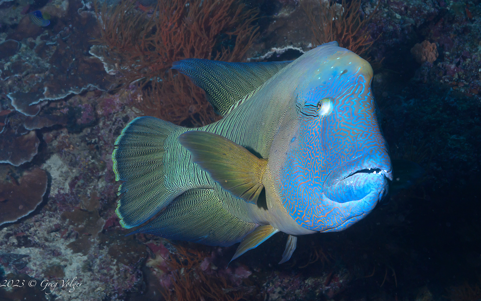 Napolean wrasse
