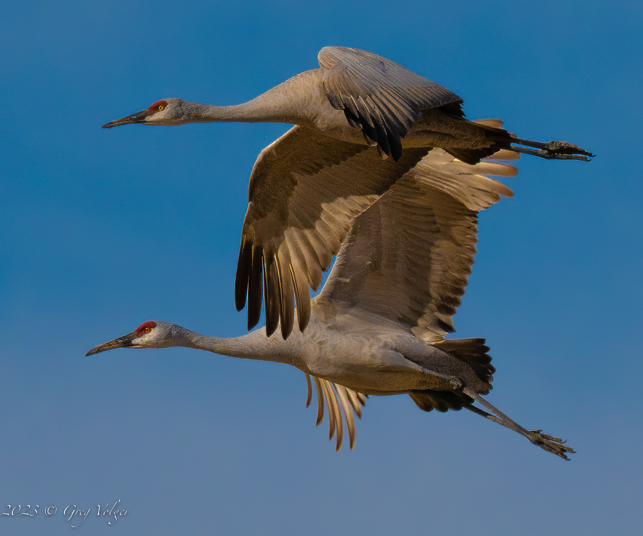 Sandhill crane