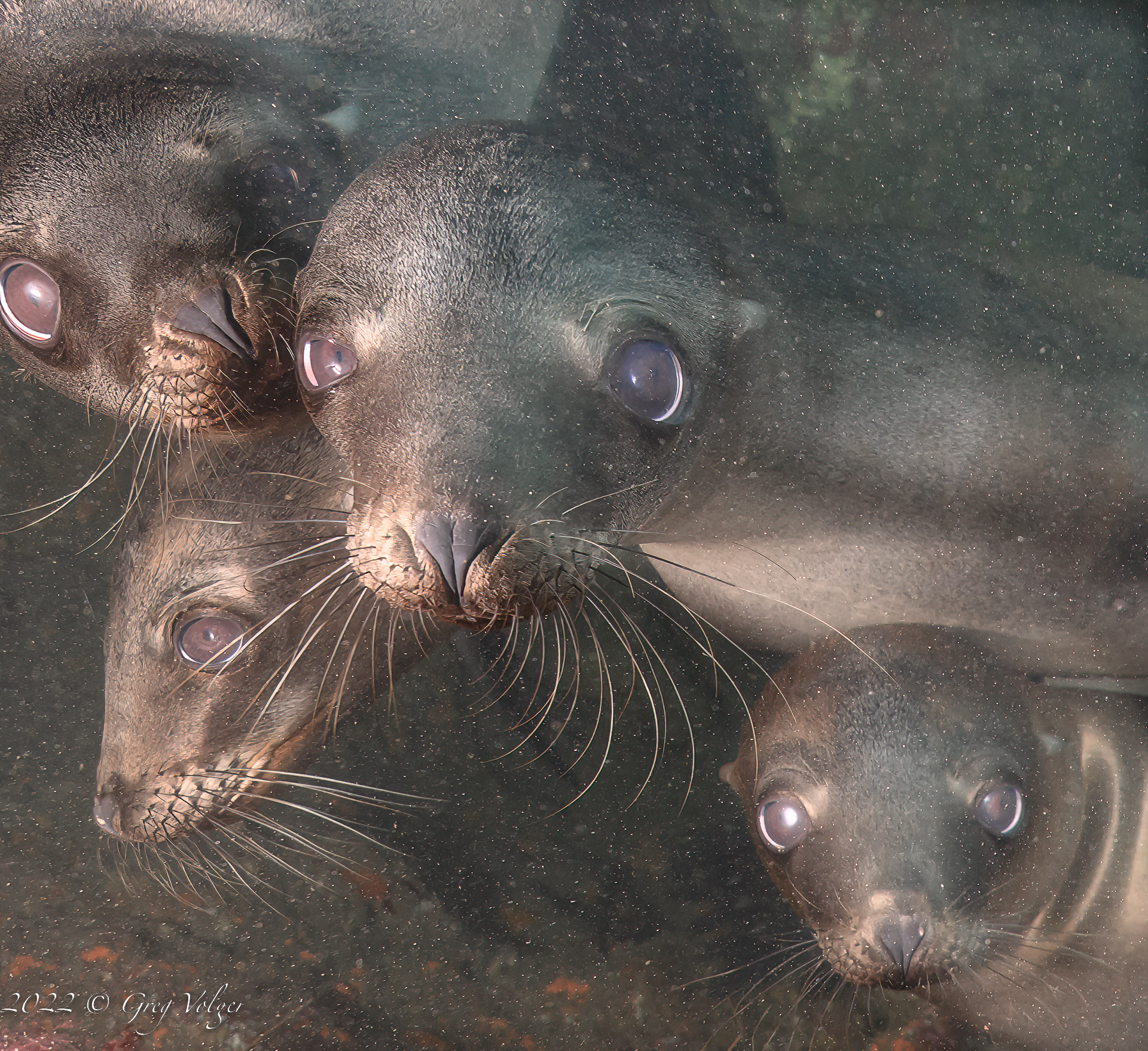 Sea Lions Santa Barbara Island