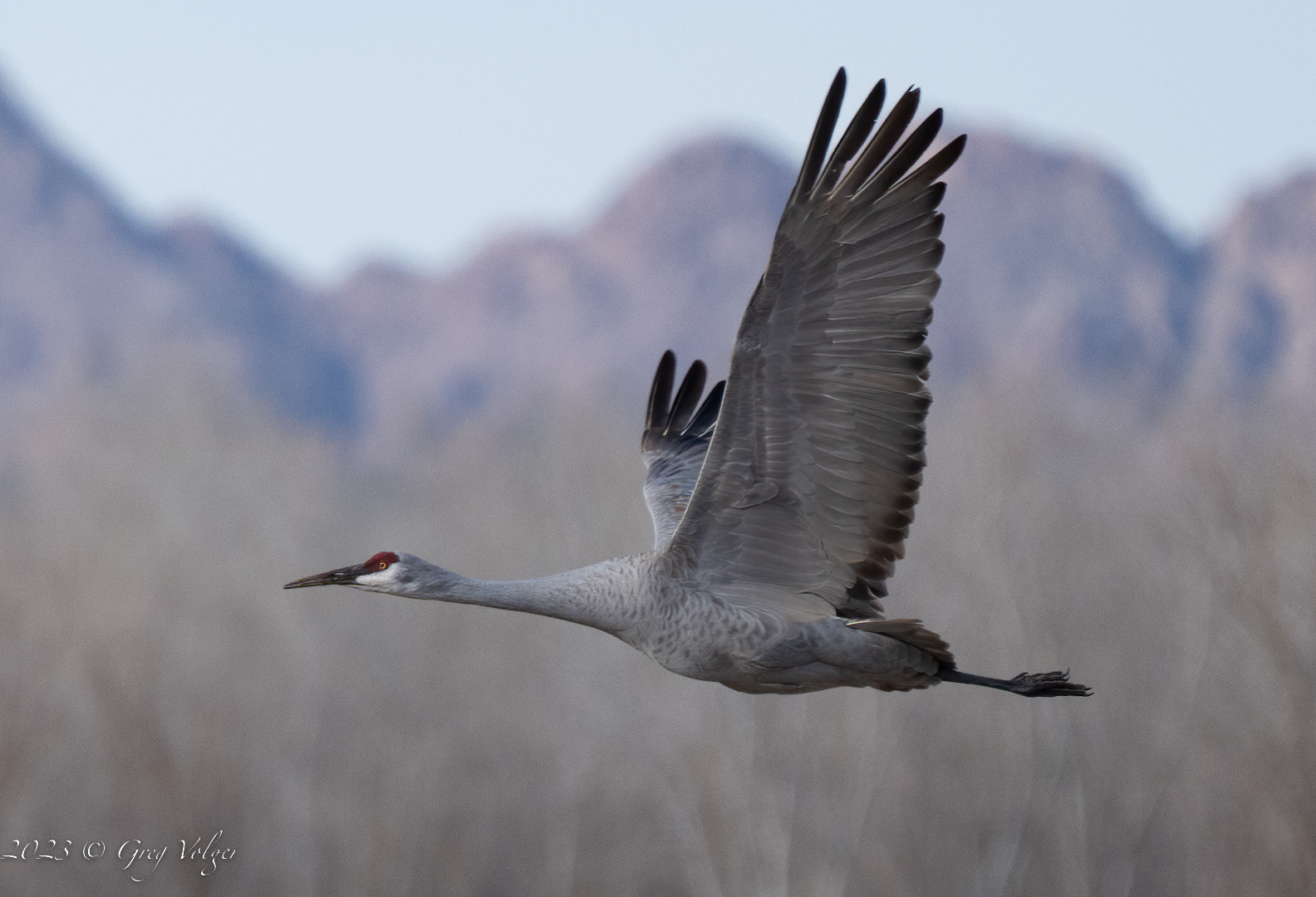 Sandhill crane