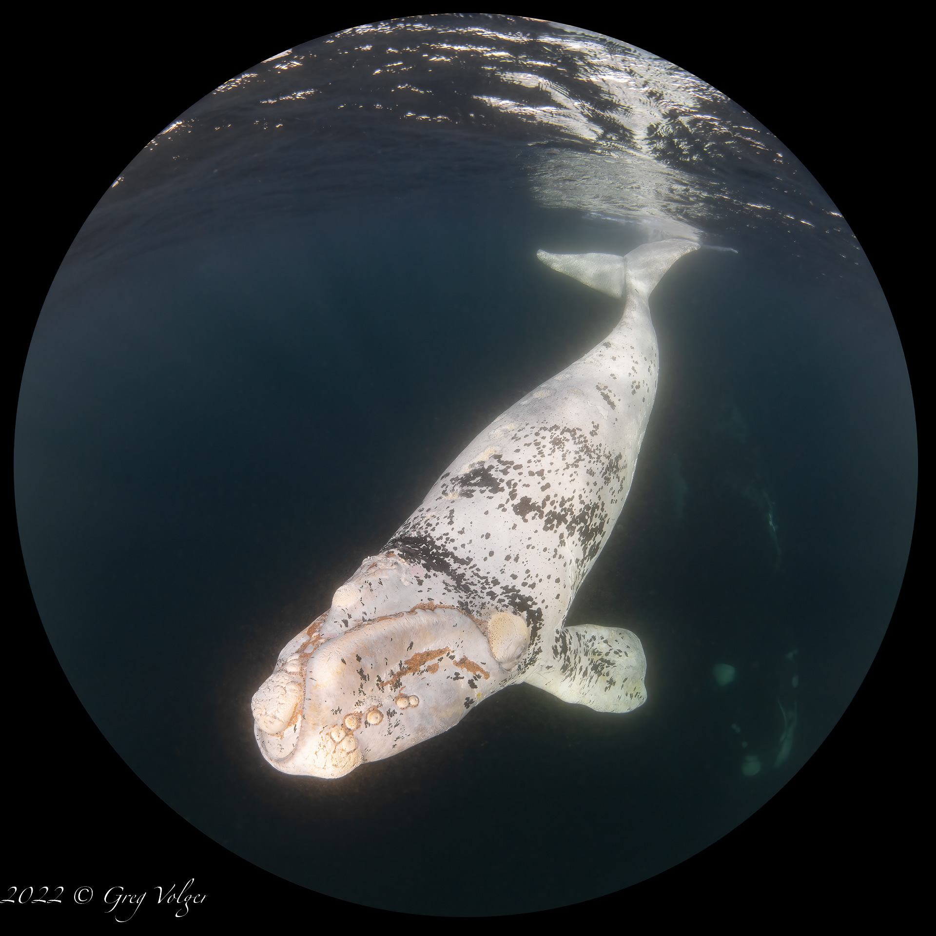 Southern Right Whale